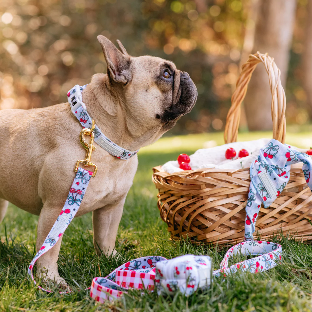 Frenchie Comfort Collar - Cherries Blue - Image 4