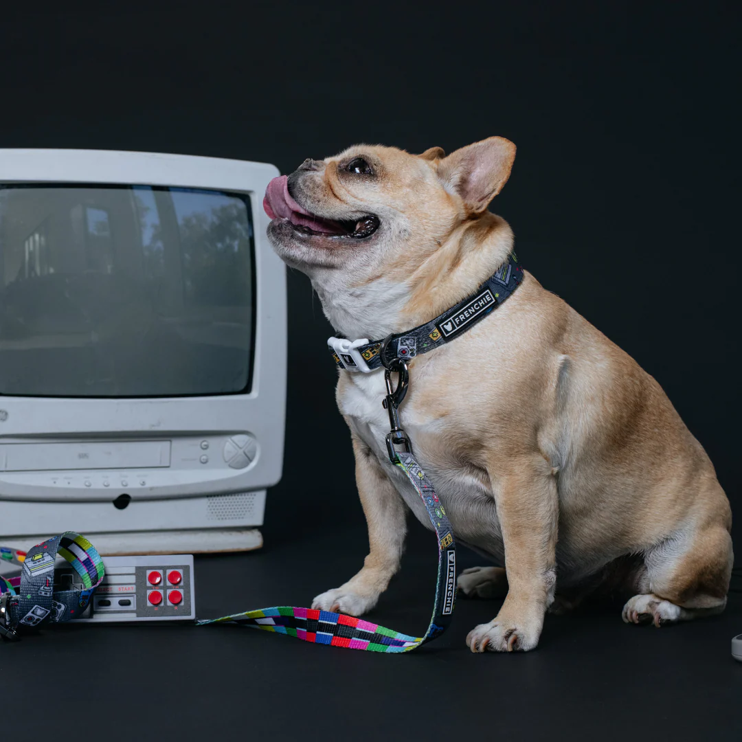Frenchie Comfort Collar - Gamer - Image 3