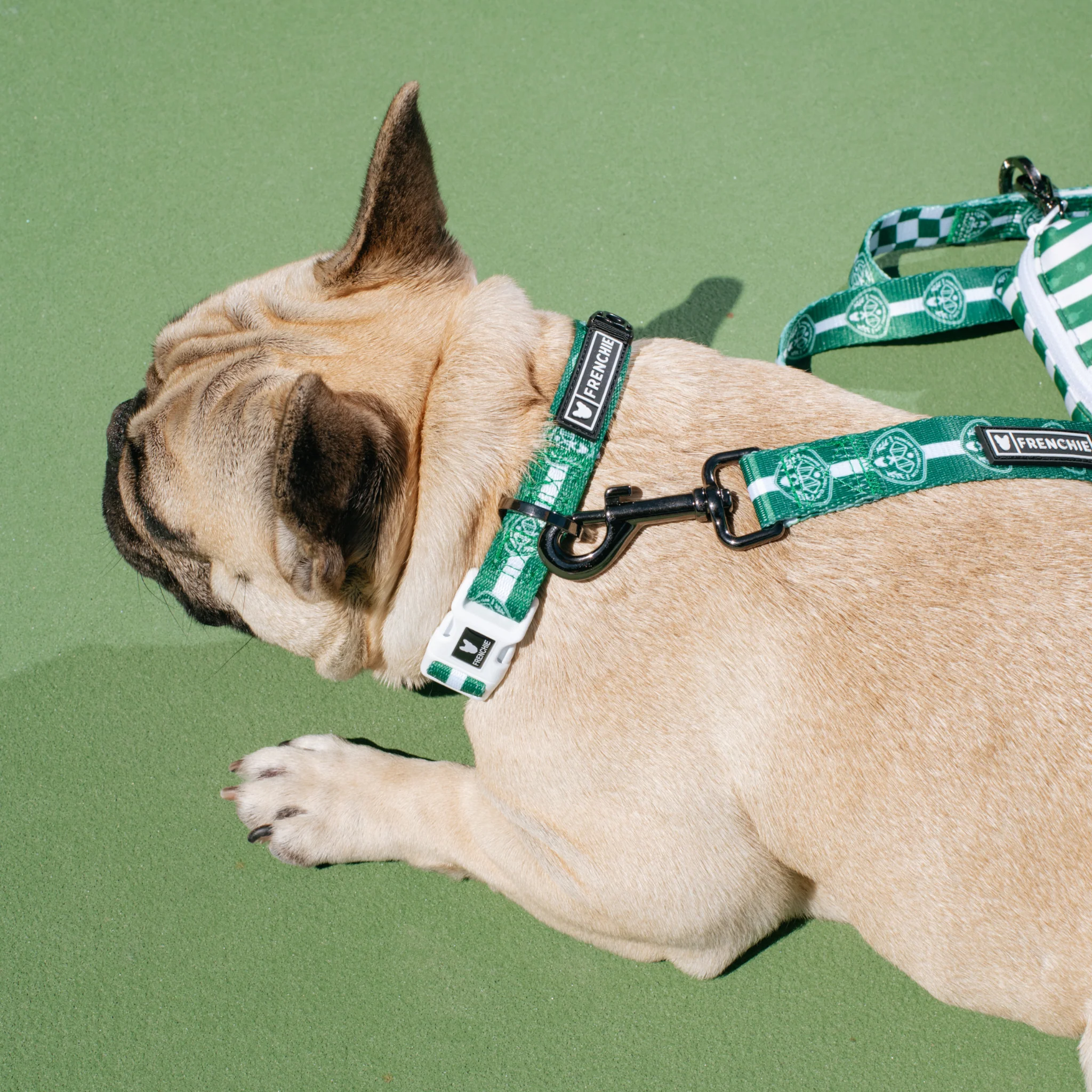 Frenchie Comfort Collar - Pickleball - Image 2