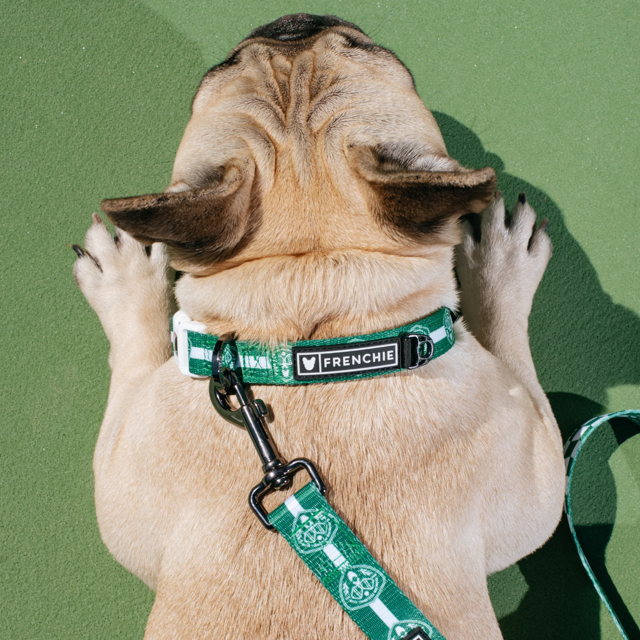 Frenchie Comfort Collar - Pickleball - Image 3