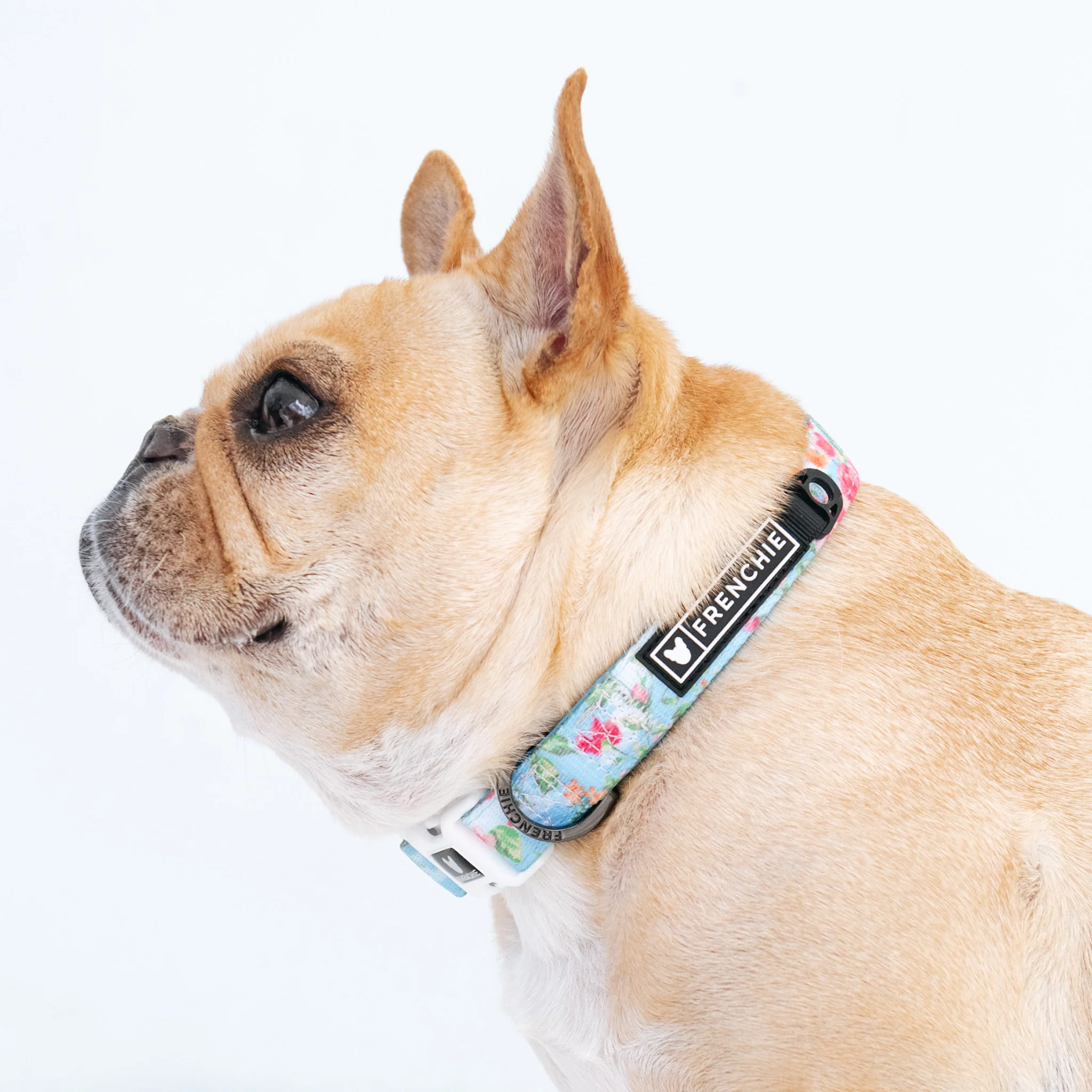 Frenchie Comfort Collar - Secret Garden - Image 4