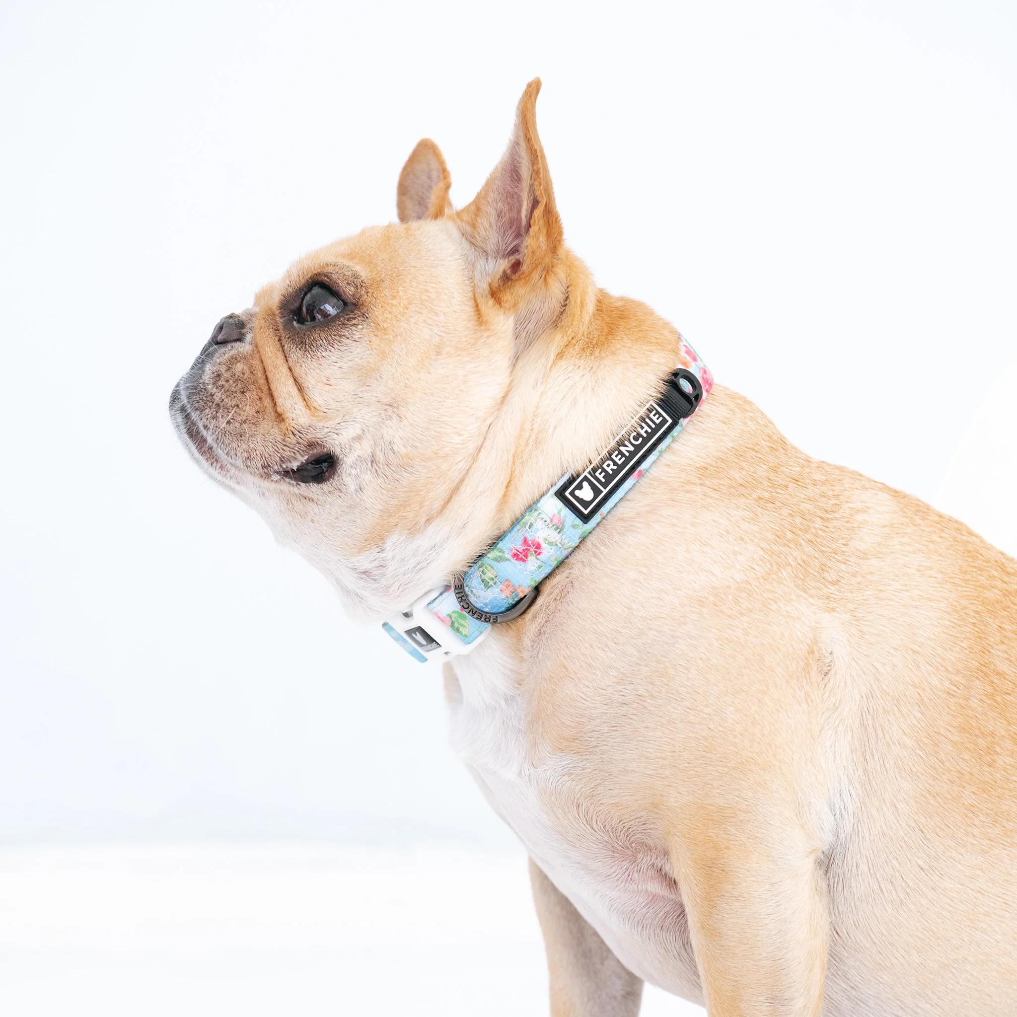 Frenchie Comfort Collar - Secret Garden - Image 5
