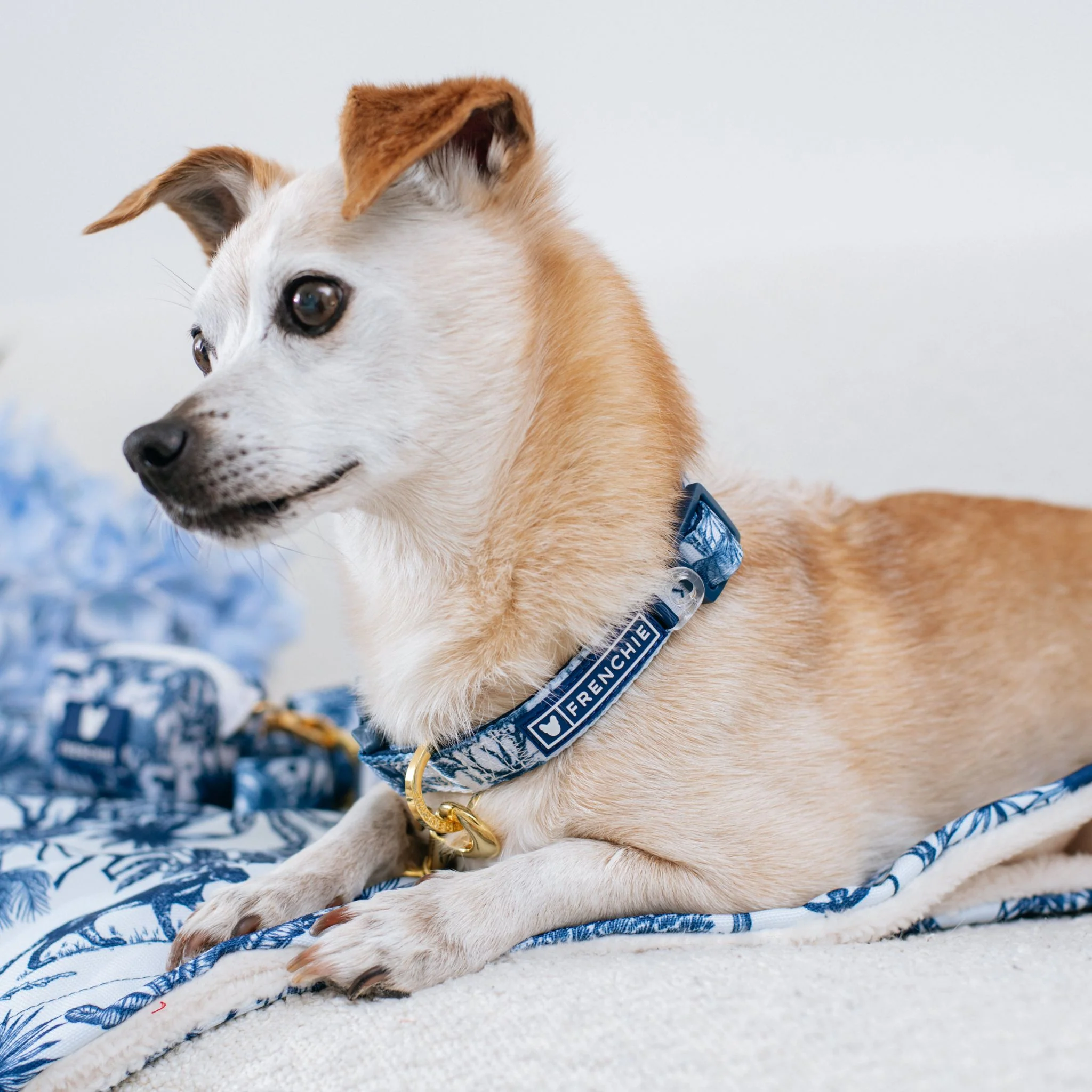 Frenchie Comfort Collar - Toile (Blue) - Image 2