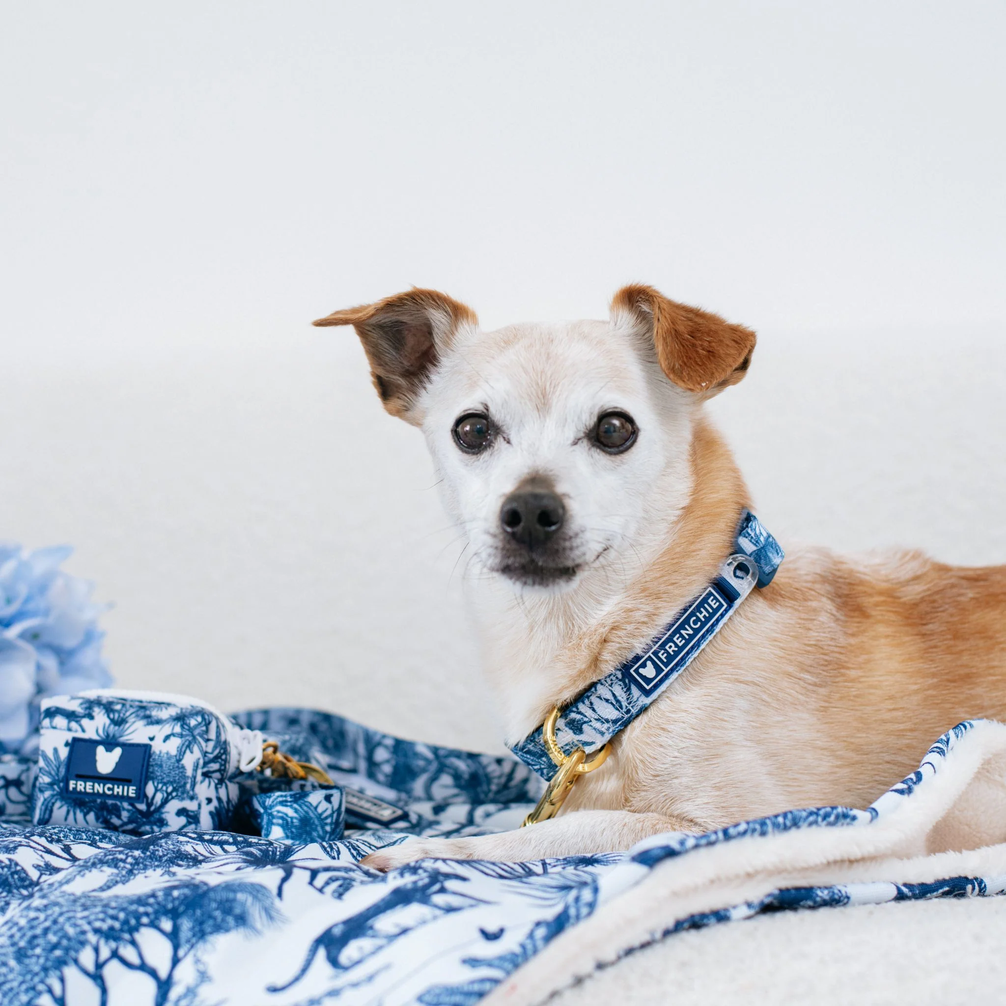 Frenchie Comfort Collar - Toile (Blue) - Image 3