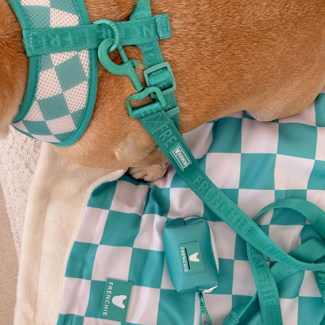 Frenchie Comfort Leash - Solid Aqua - Image 2