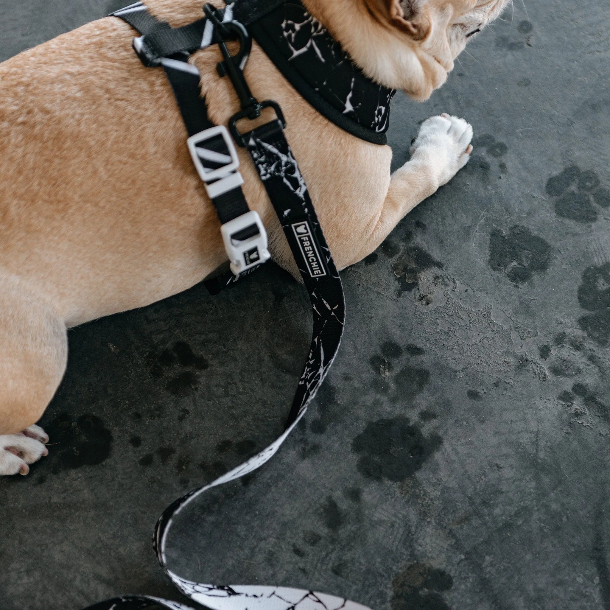 Frenchie Comfort Leash - Black Marble - Image 4