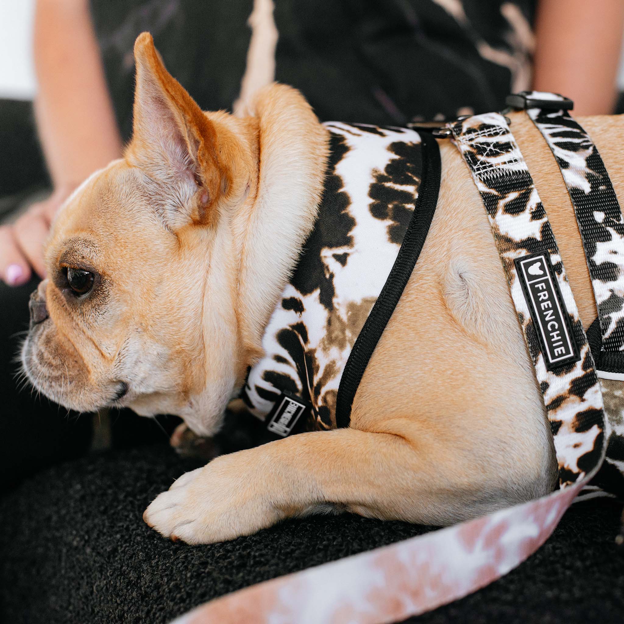Frenchie Comfort Leash - Earthy Tie Dye - Image 7