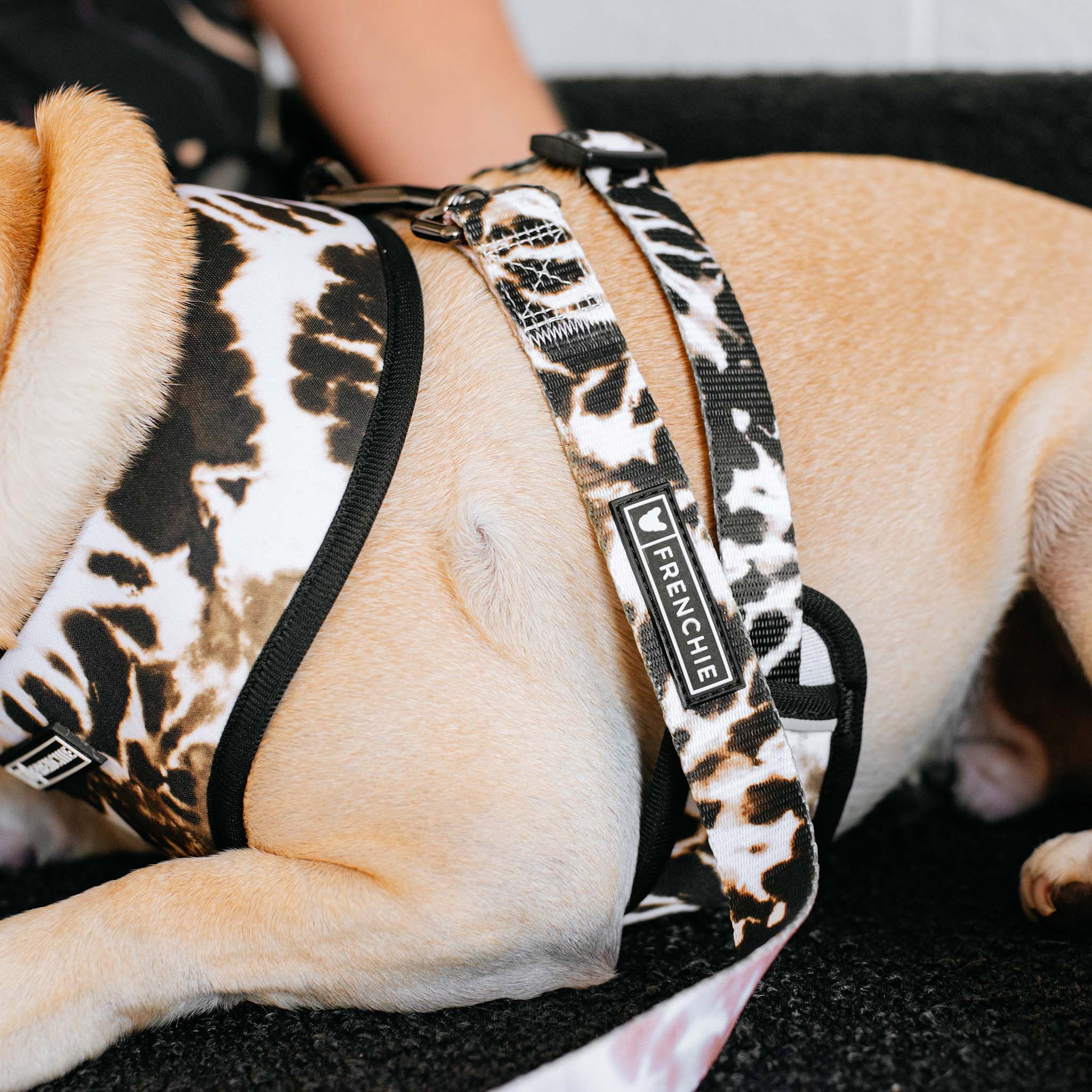 Frenchie Comfort Leash - Earthy Tie Dye - Image 9