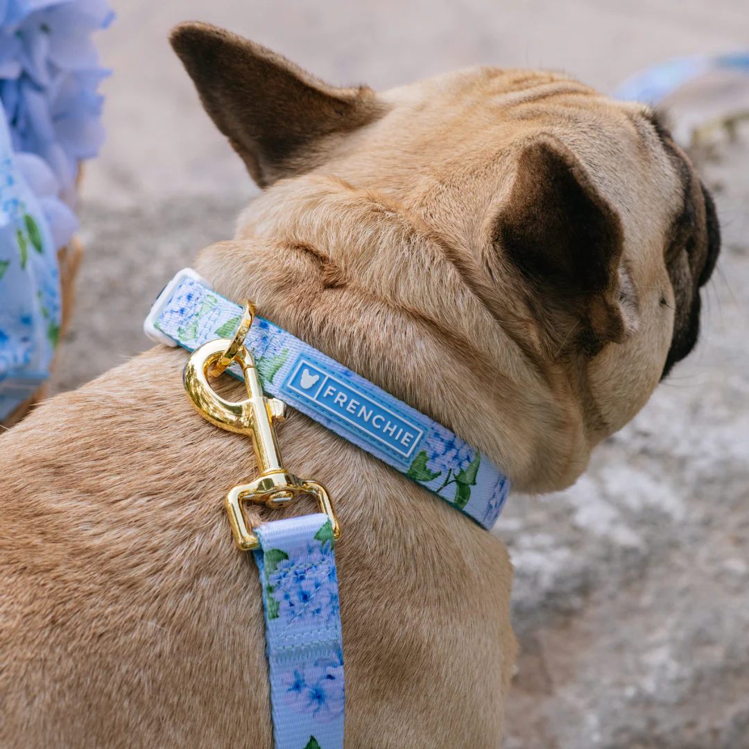 Frenchie Comfort Leash - Hydrangea - Image 3