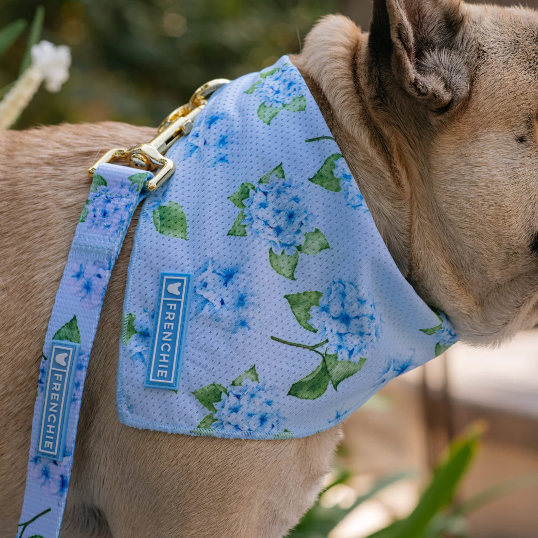 Frenchie Comfort Leash - Hydrangea - Image 4