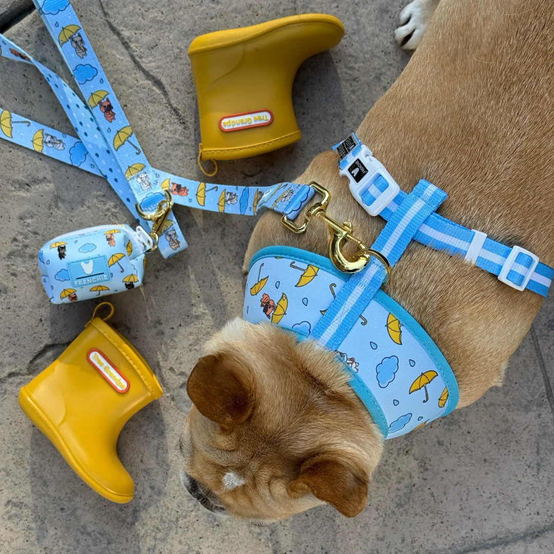 Frenchie Comfort Leash - It's Raining Frenchies - Image 2