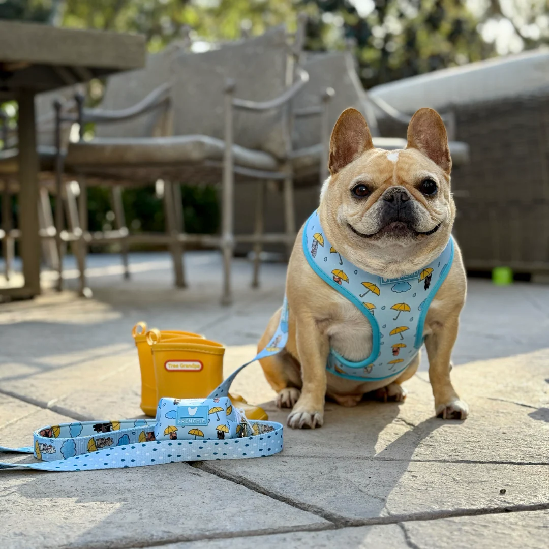 Frenchie Comfort Leash - It's Raining Frenchies - Image 4