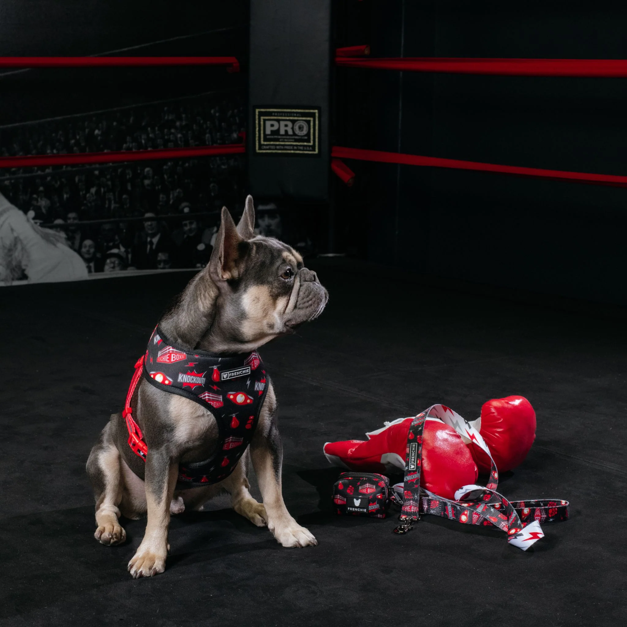 Frenchie Comfort Leash - Knockout - Image 5