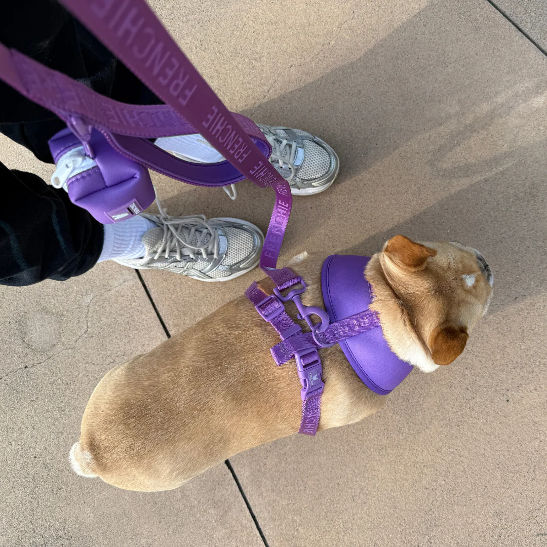 Frenchie Comfort Leash - Solid Purple - Image 4