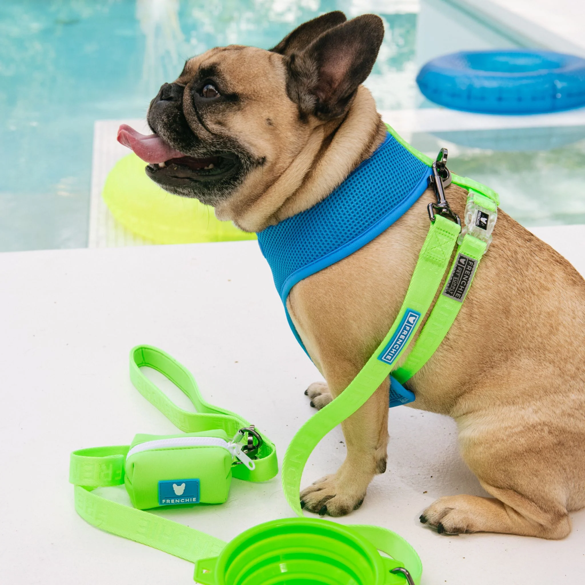 Frenchie Comfort Leash - Neon Green - Image 3