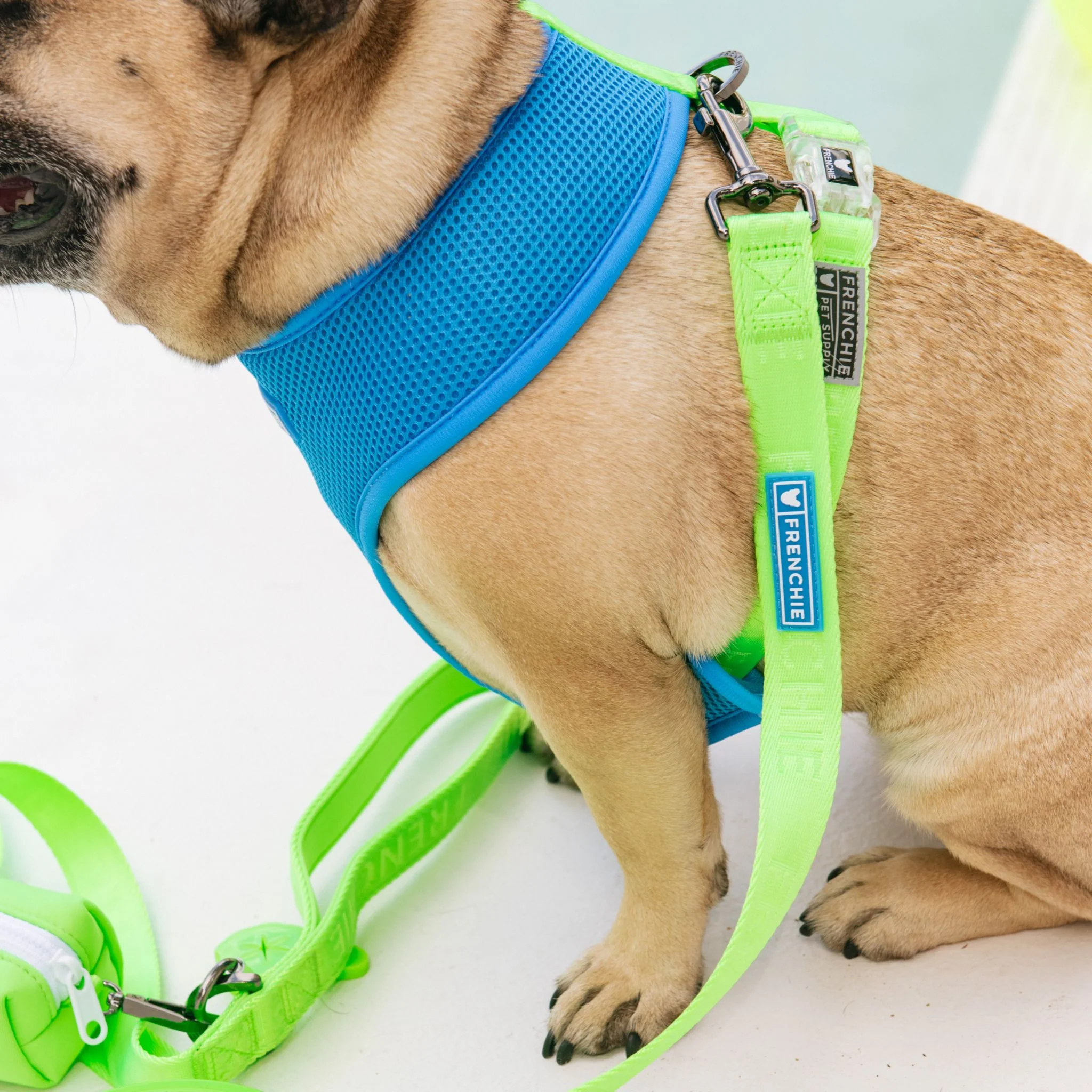 Frenchie Comfort Leash - Neon Green - Image 4