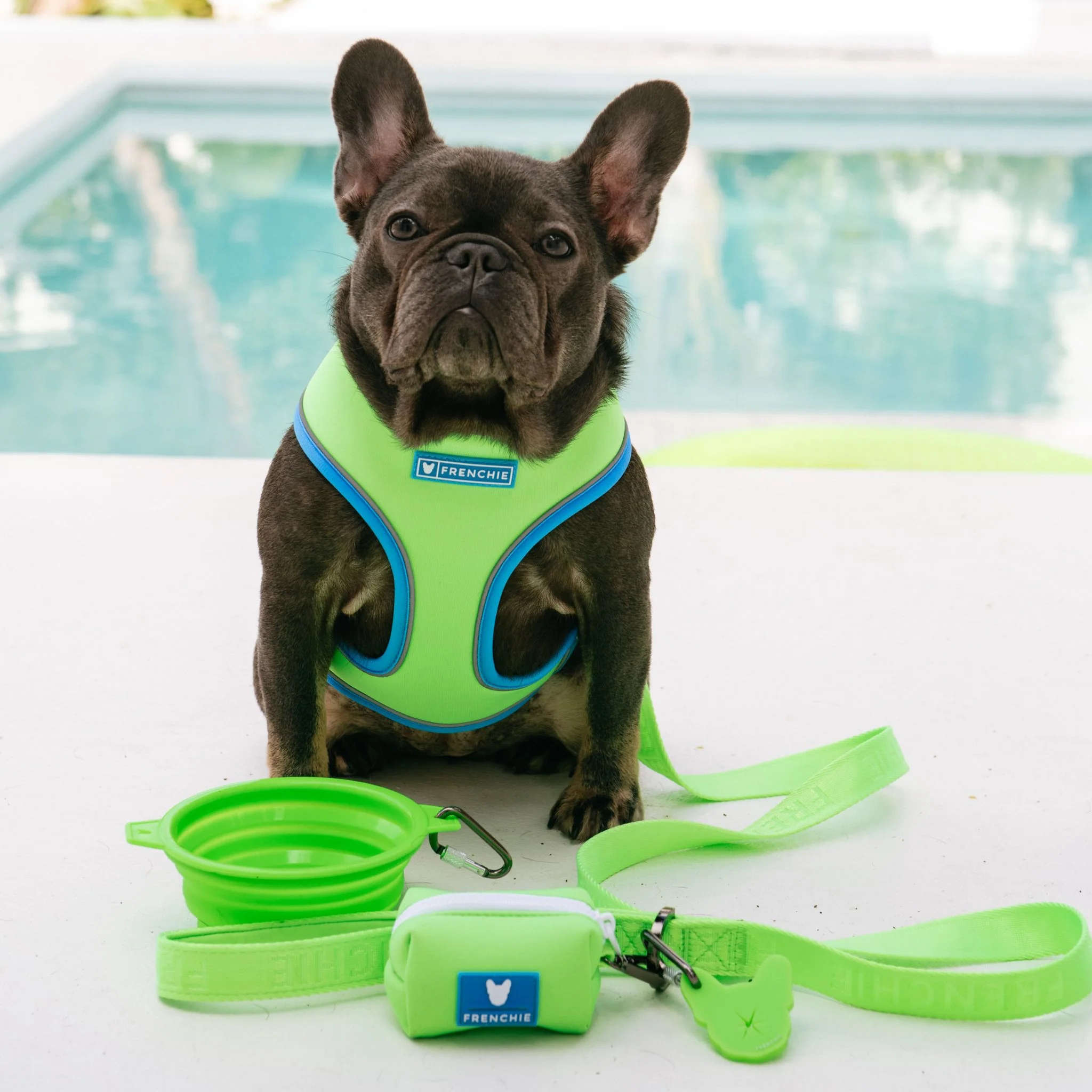 Frenchie Comfort Leash - Neon Green - Image 5