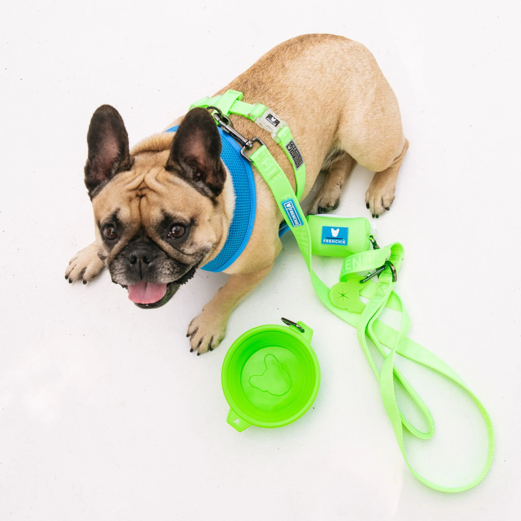 Frenchie Comfort Leash - Neon Green - Image 6