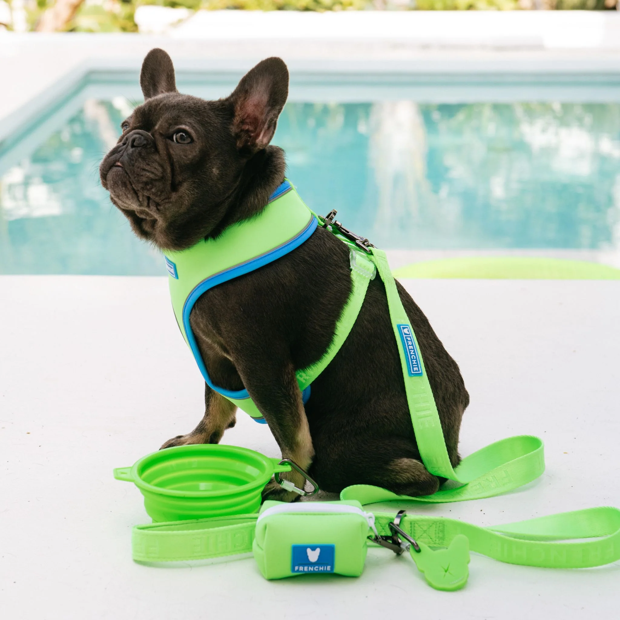 Frenchie Comfort Leash - Neon Green - Image 8