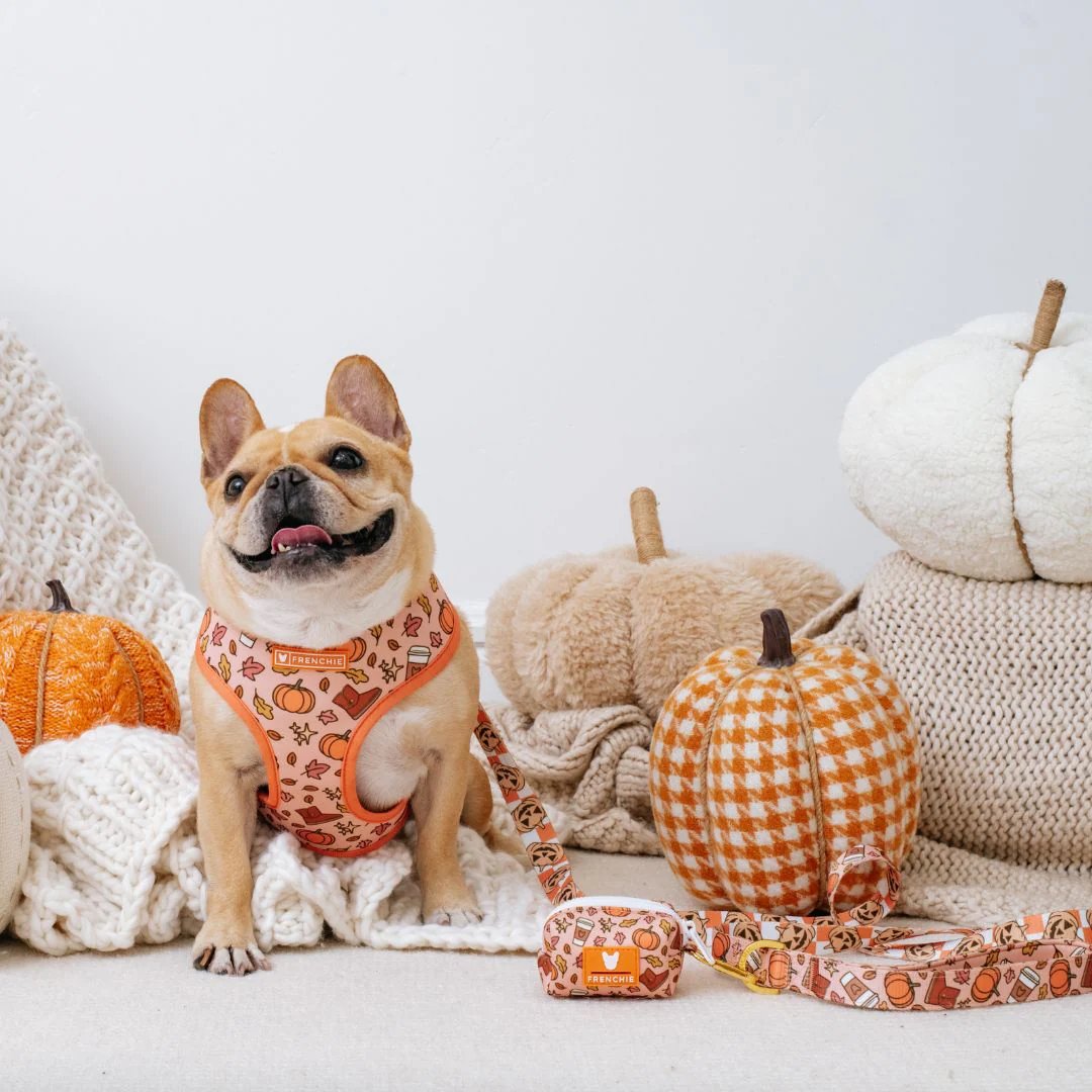 Frenchie Comfort Leash - Pumpkin Spice Latte - Image 5