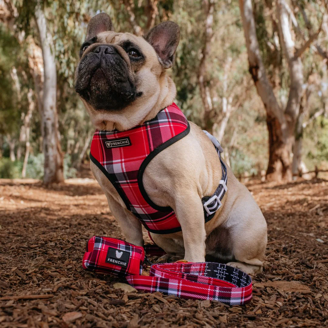 Frenchie Comfort Leash - Scarlet Plaid - Image 3