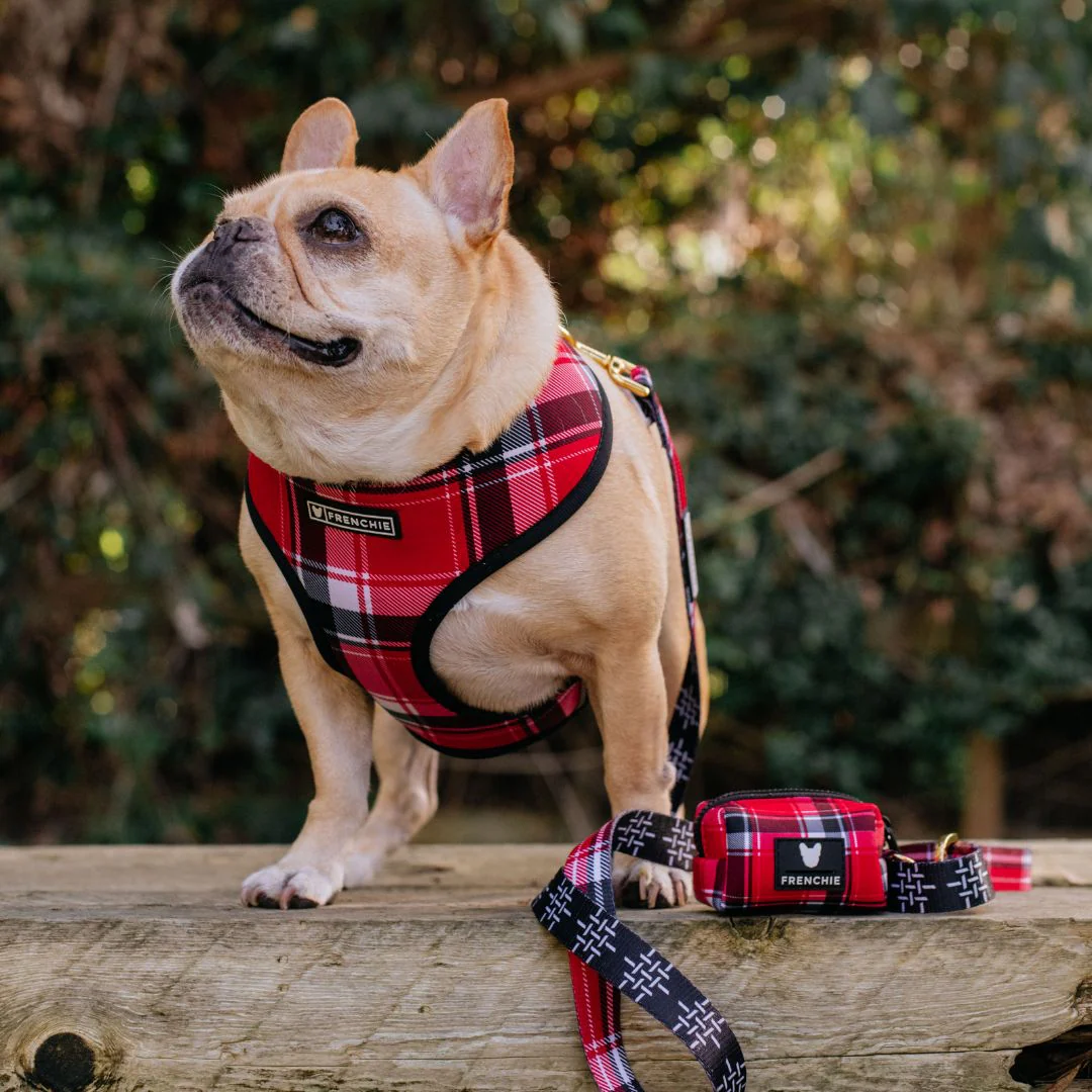 Frenchie Comfort Leash - Scarlet Plaid - Image 8