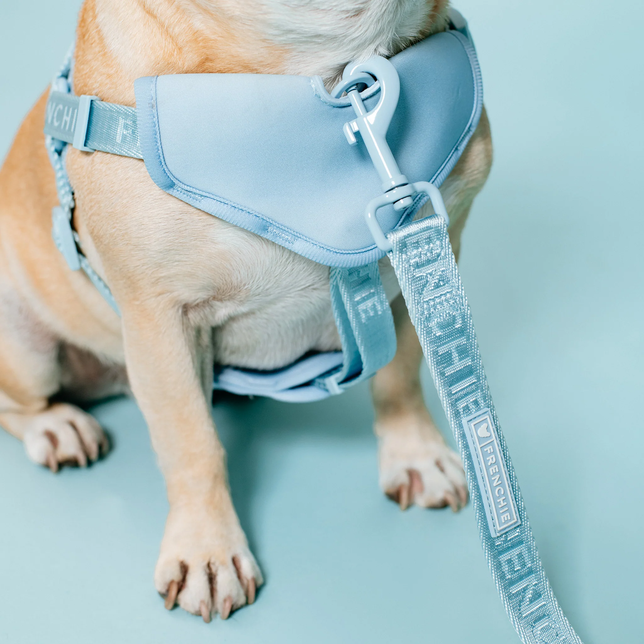 Frenchie Comfort Leash - Sky Blue - Image 10