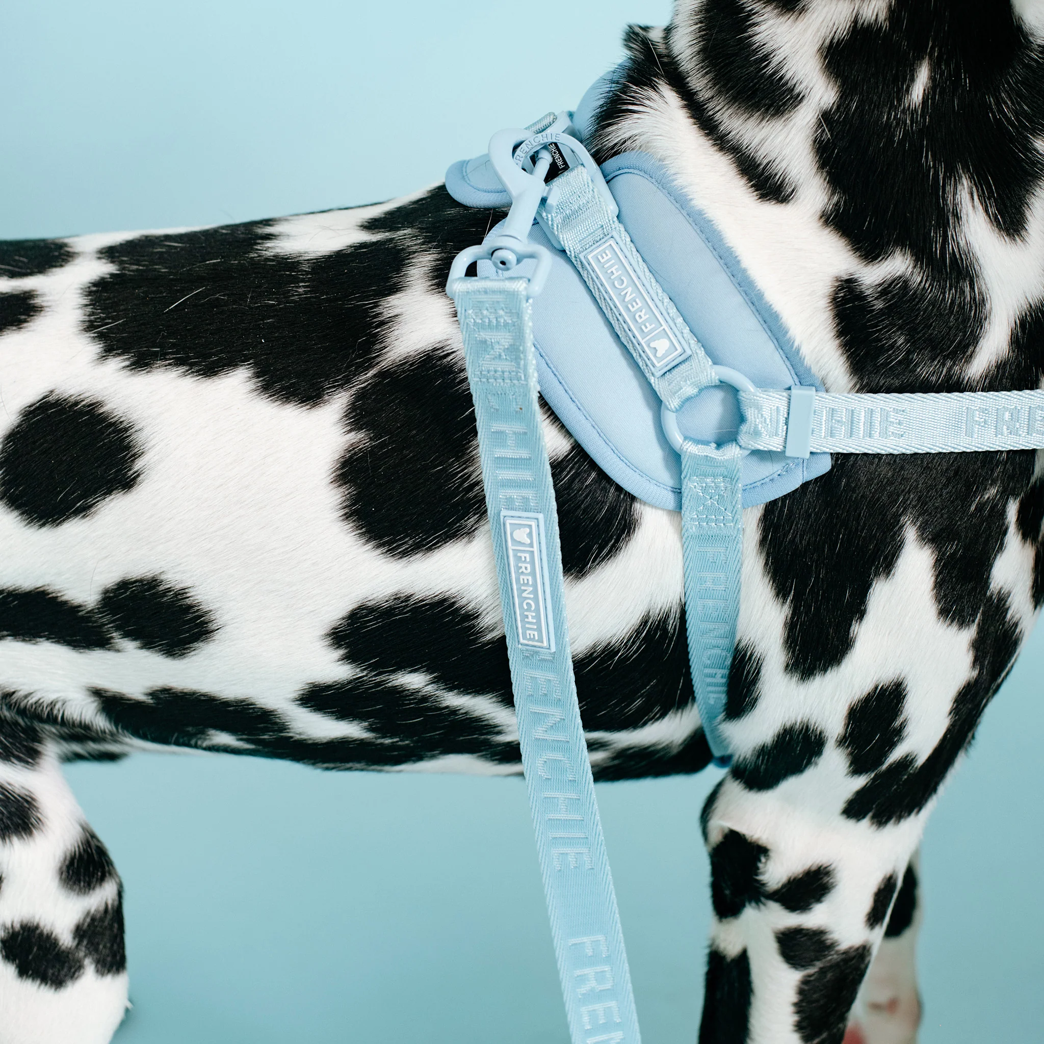 Frenchie Comfort Leash - Sky Blue - Image 3