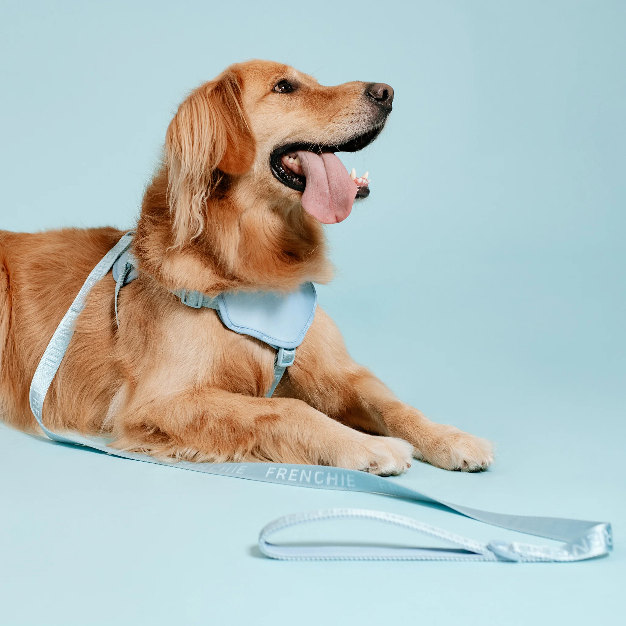 Frenchie Comfort Leash - Sky Blue - Image 4