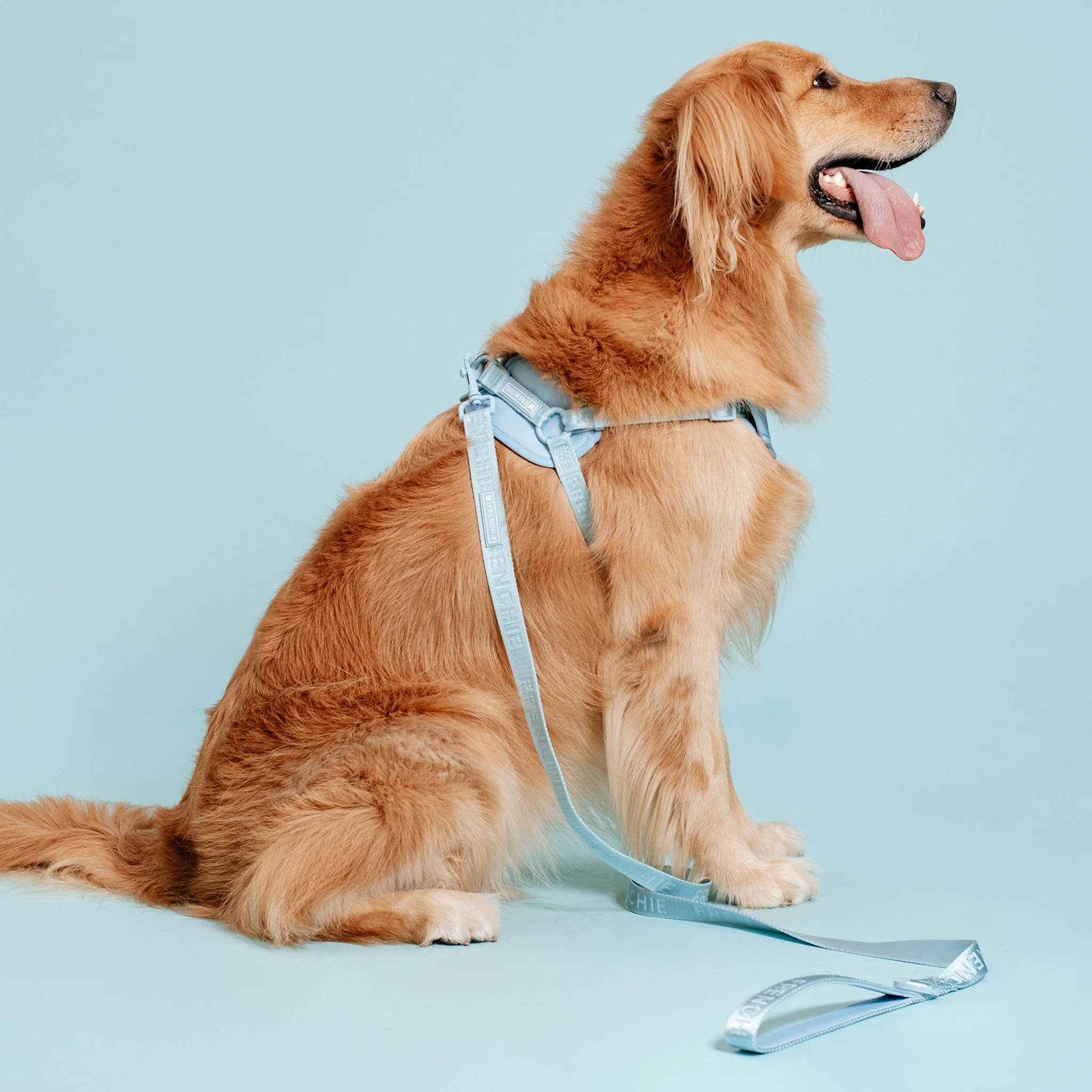 Frenchie Comfort Leash - Sky Blue - Image 5