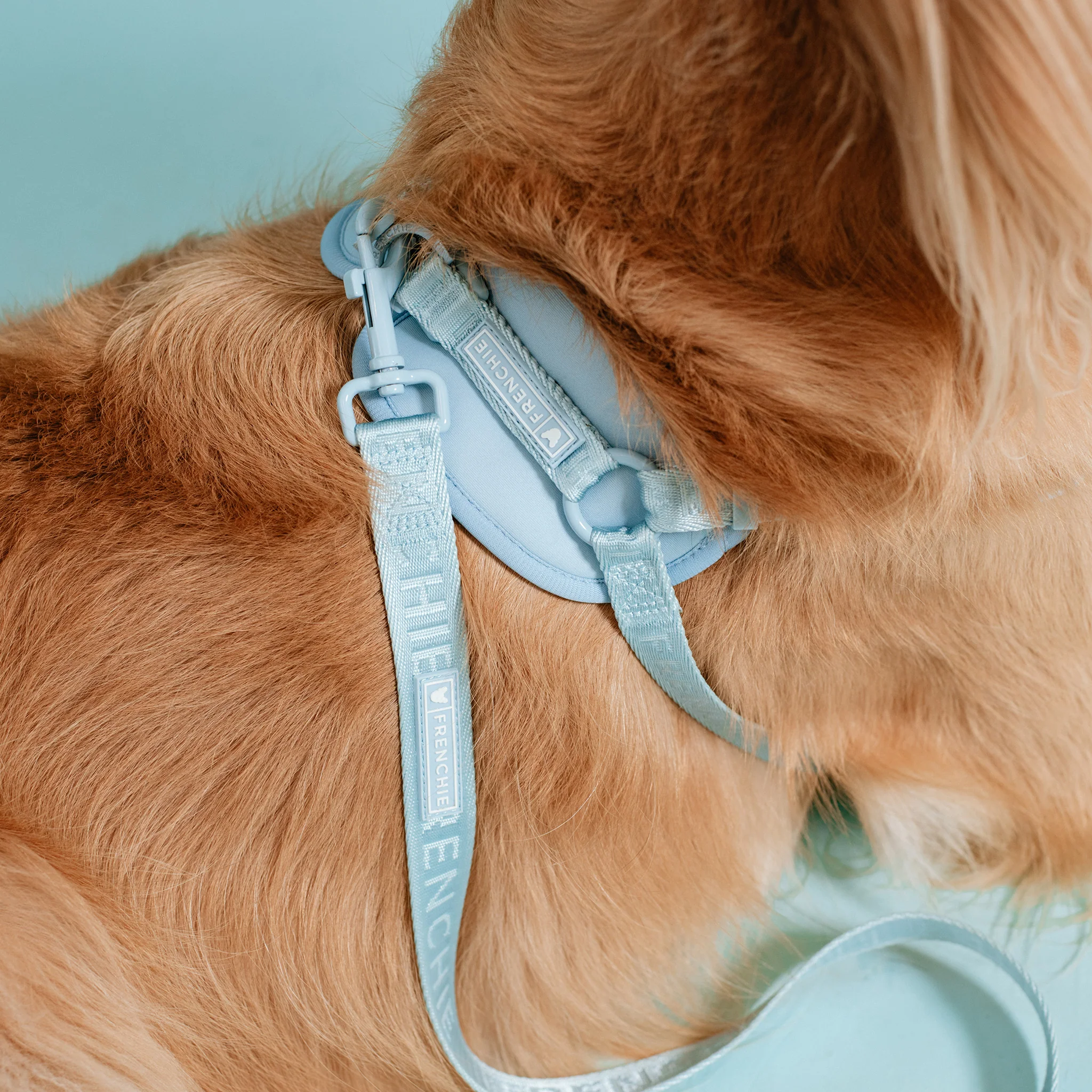Frenchie Comfort Leash - Sky Blue - Image 6