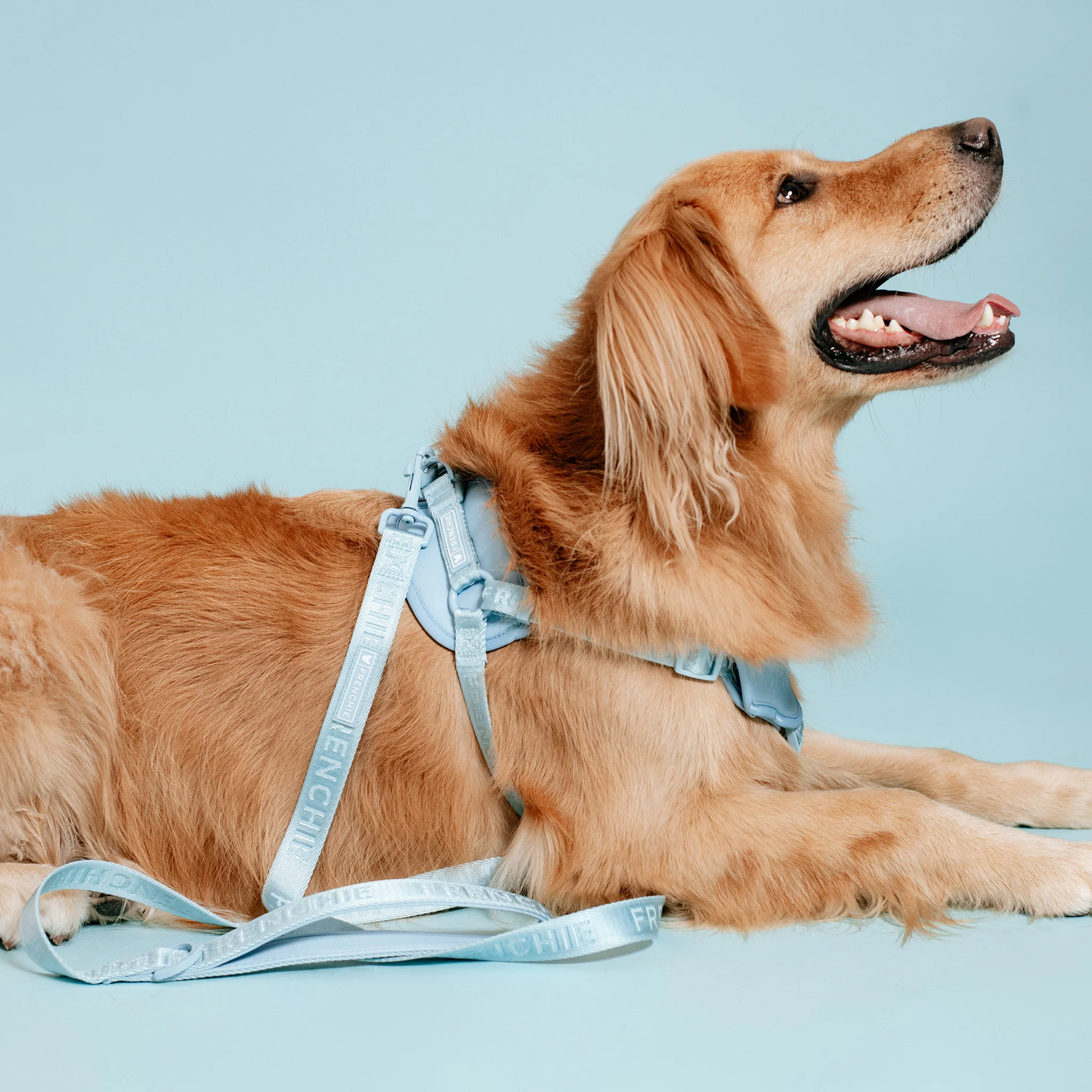Frenchie Comfort Leash - Sky Blue - Image 7