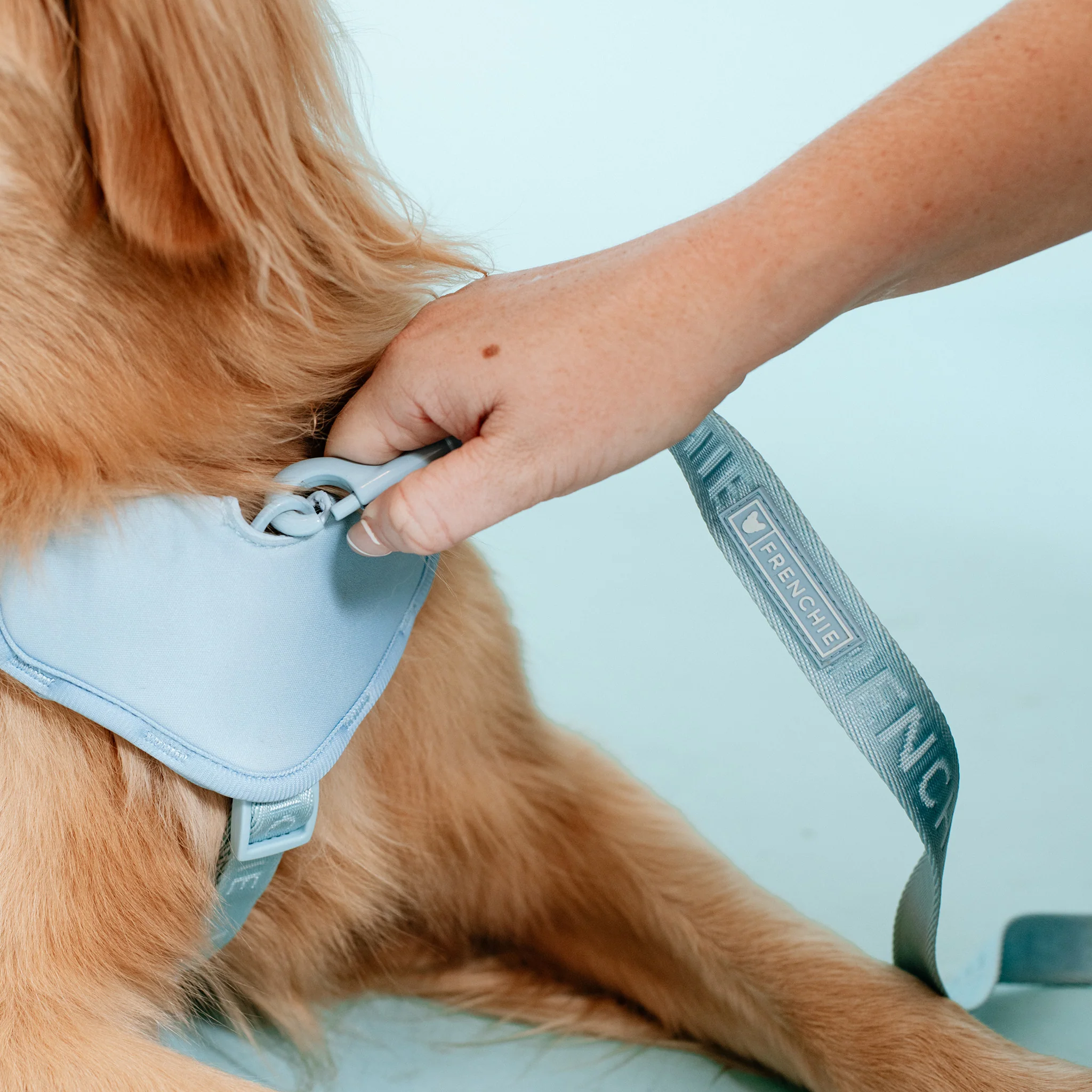 Frenchie Comfort Leash - Sky Blue - Image 8