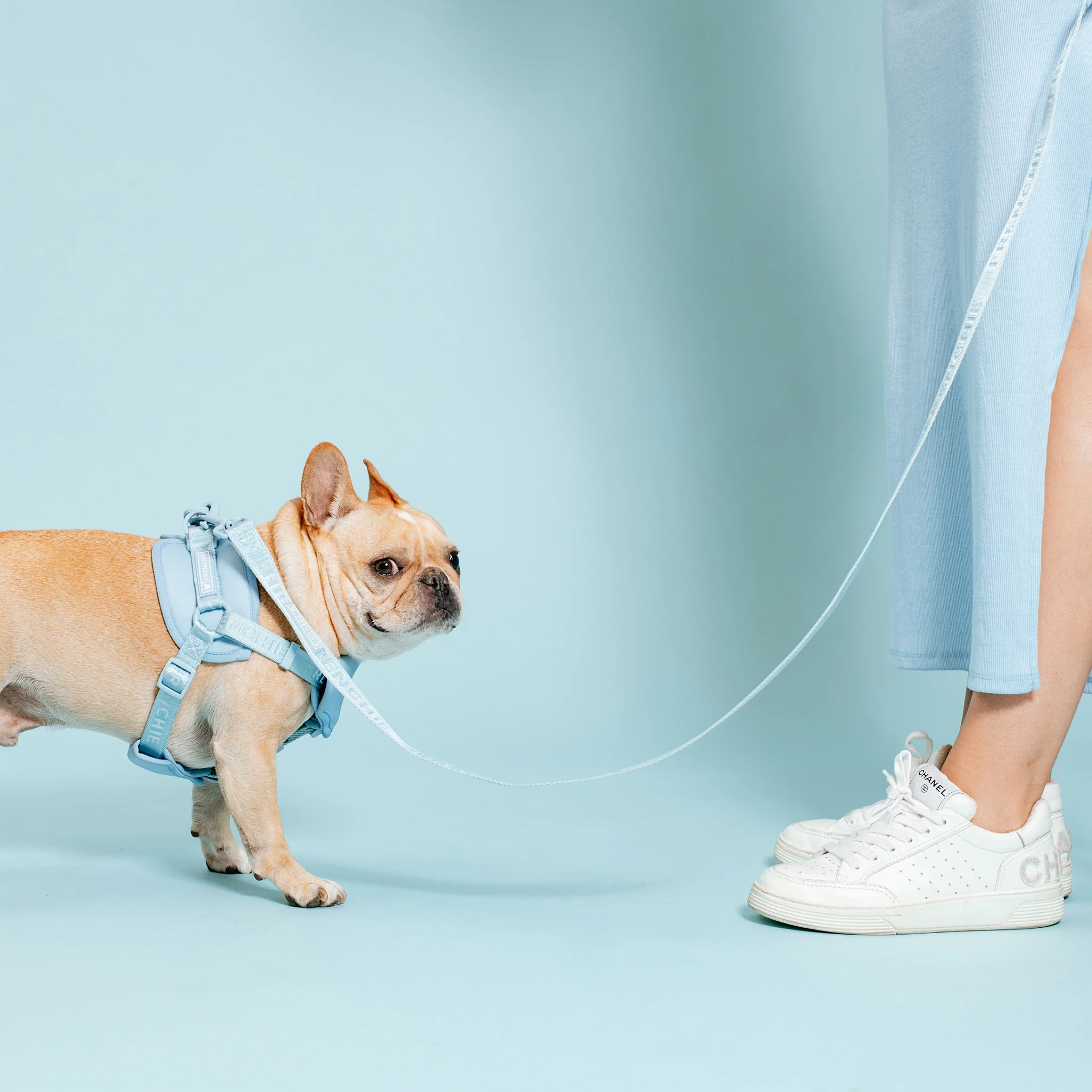 Frenchie Comfort Leash - Sky Blue - Image 9