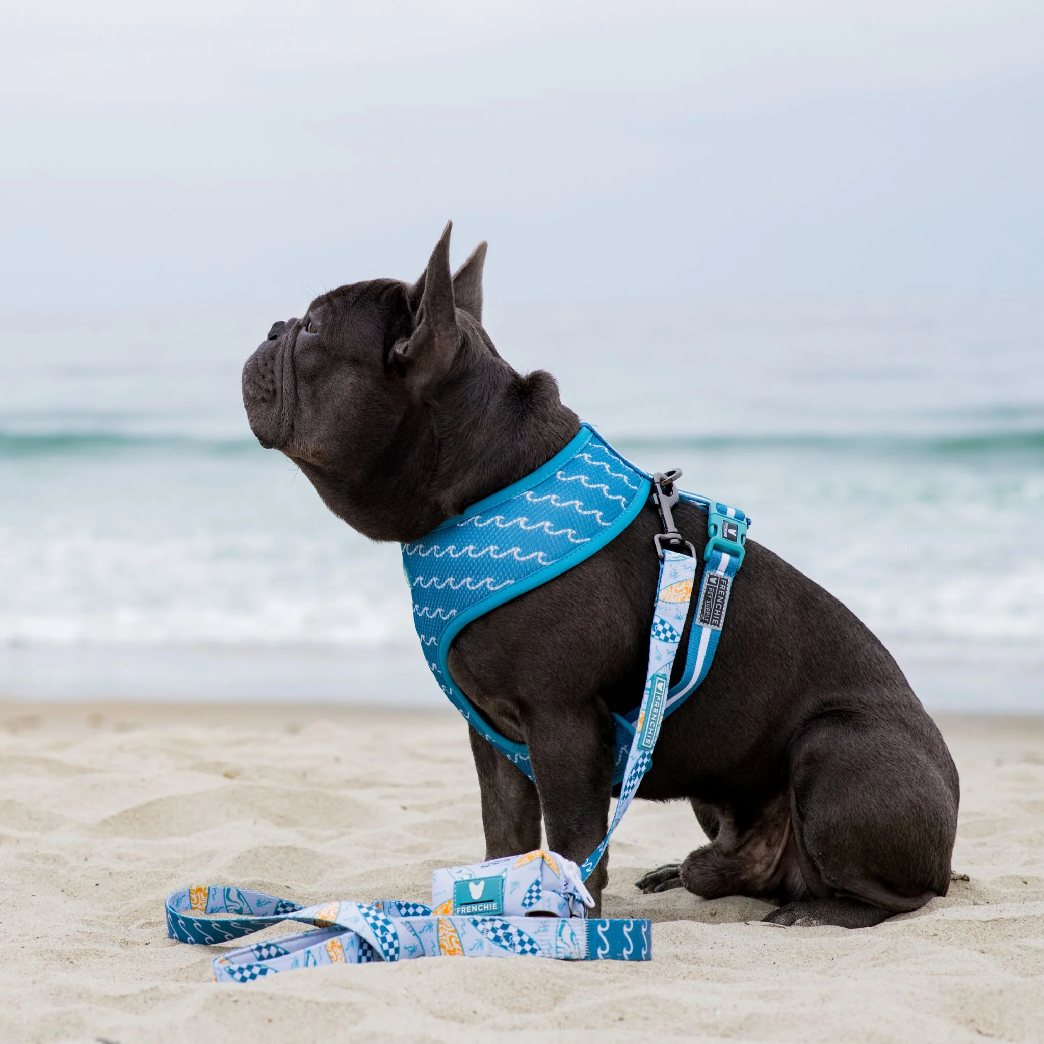 Frenchie Comfort Leash - Surfboard - Image 5