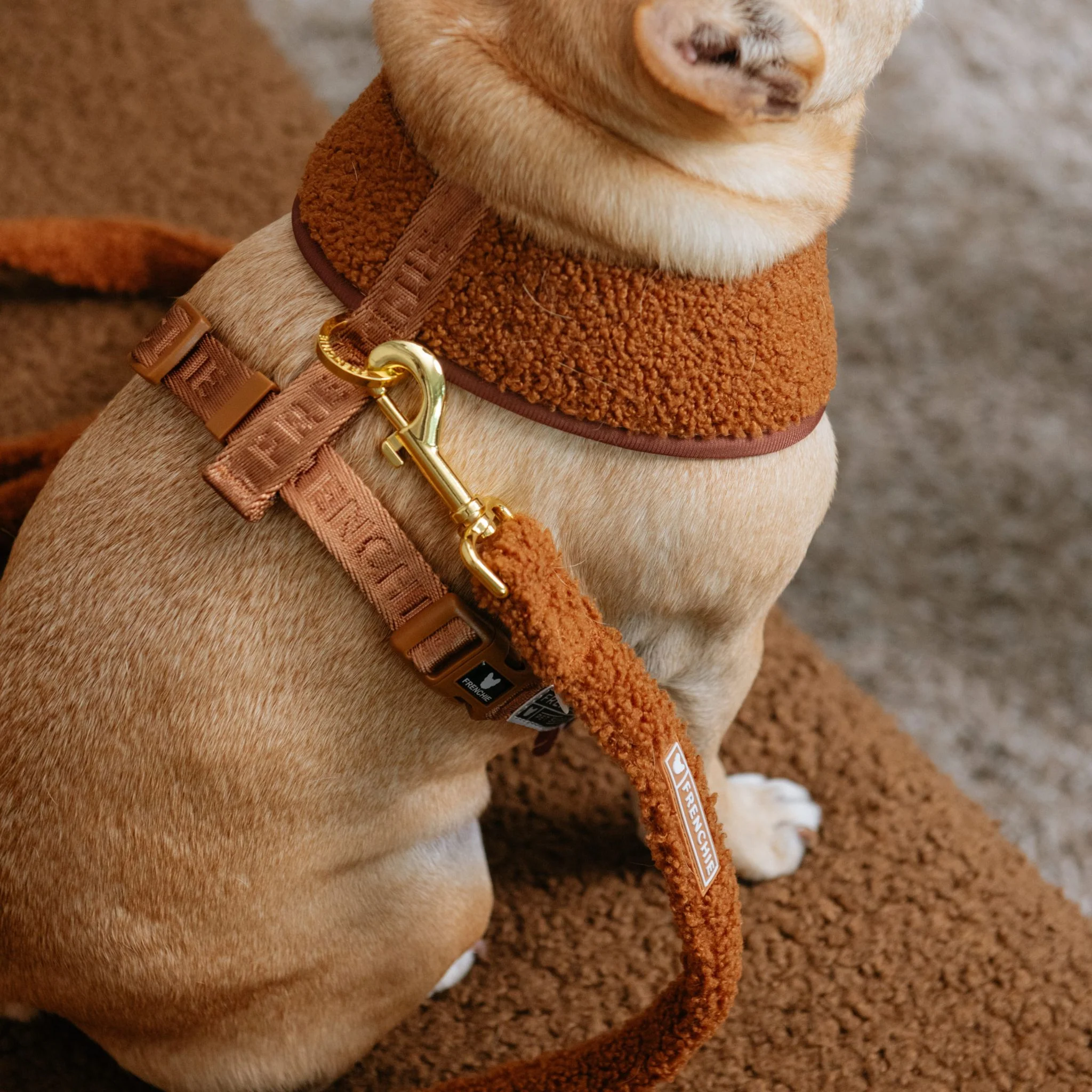 Frenchie Comfort Leash - Teddy Brown - Image 5