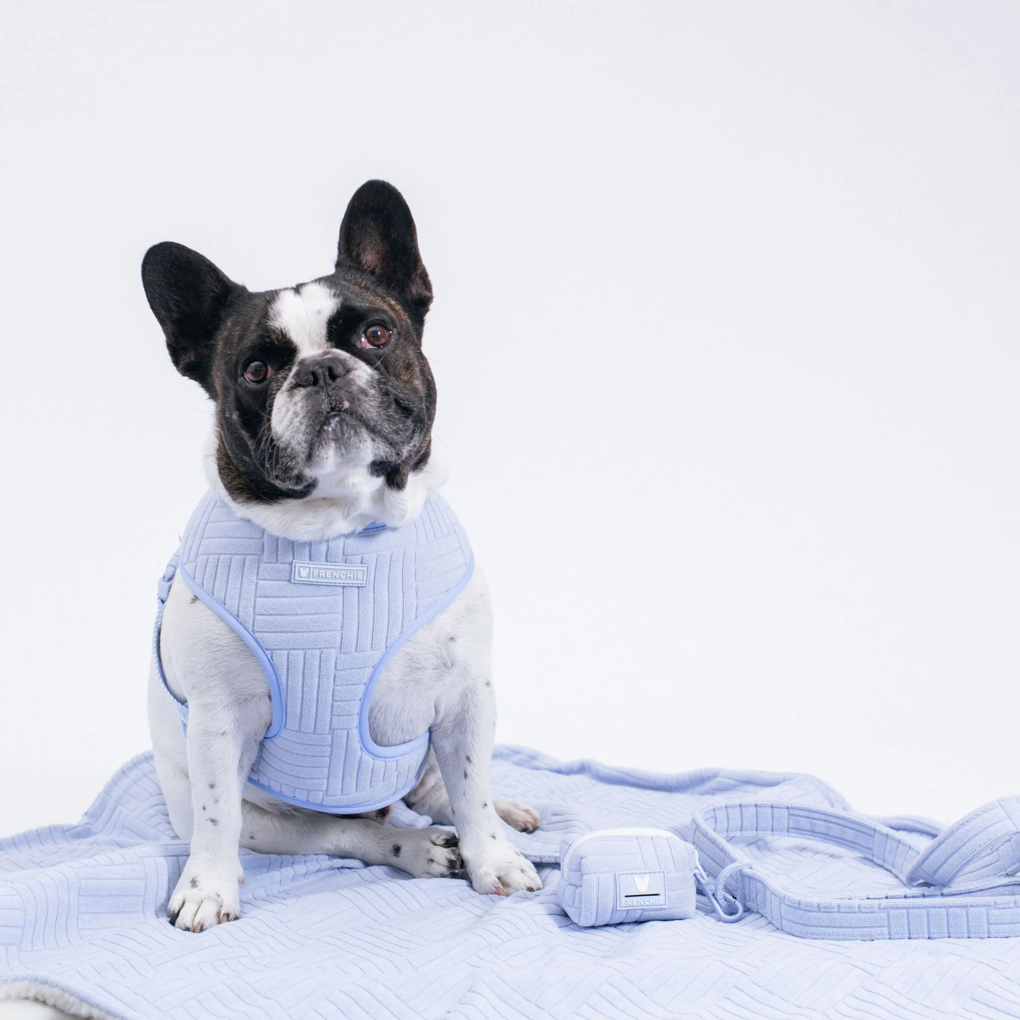 Frenchie Comfort Leash - Terry (Blue) - Image 3