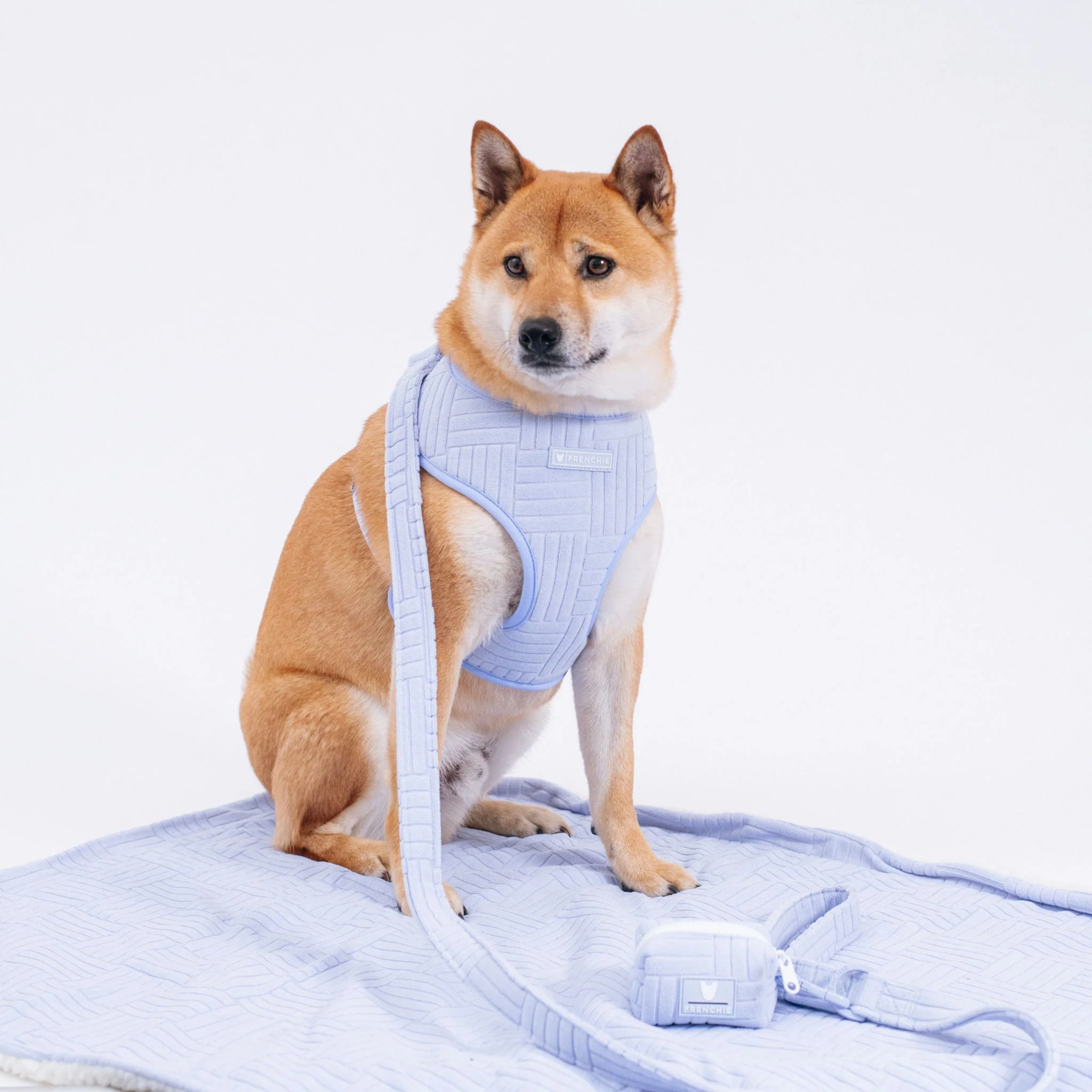 Frenchie Comfort Leash - Terry (Blue) - Image 4