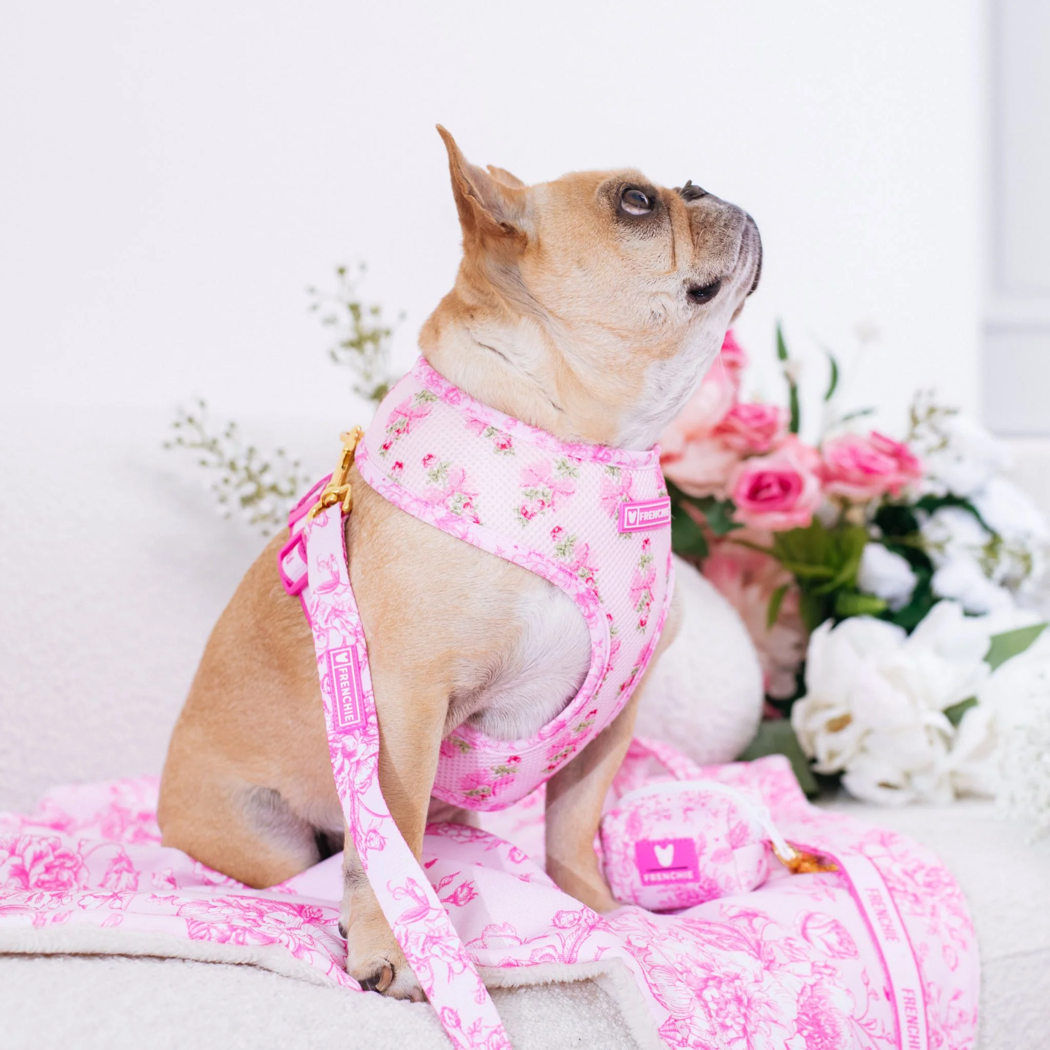 Frenchie Comfort Leash - Toile (Pink) - Image 3