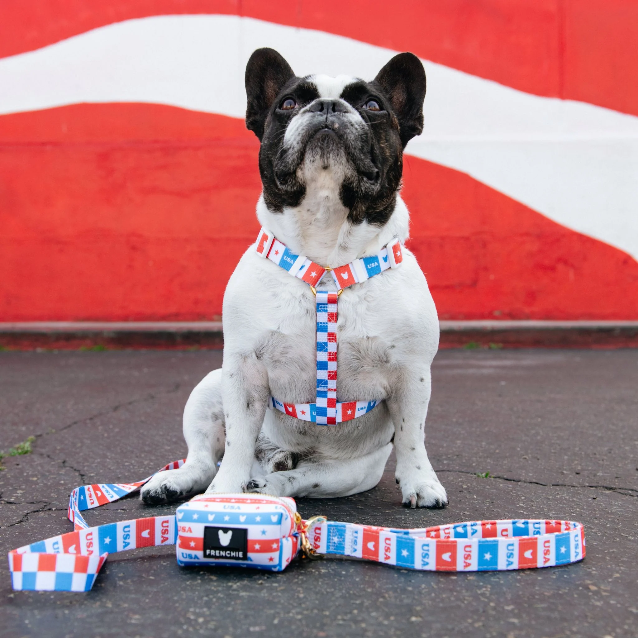 Frenchie Comfort Leash - USA - Image 5