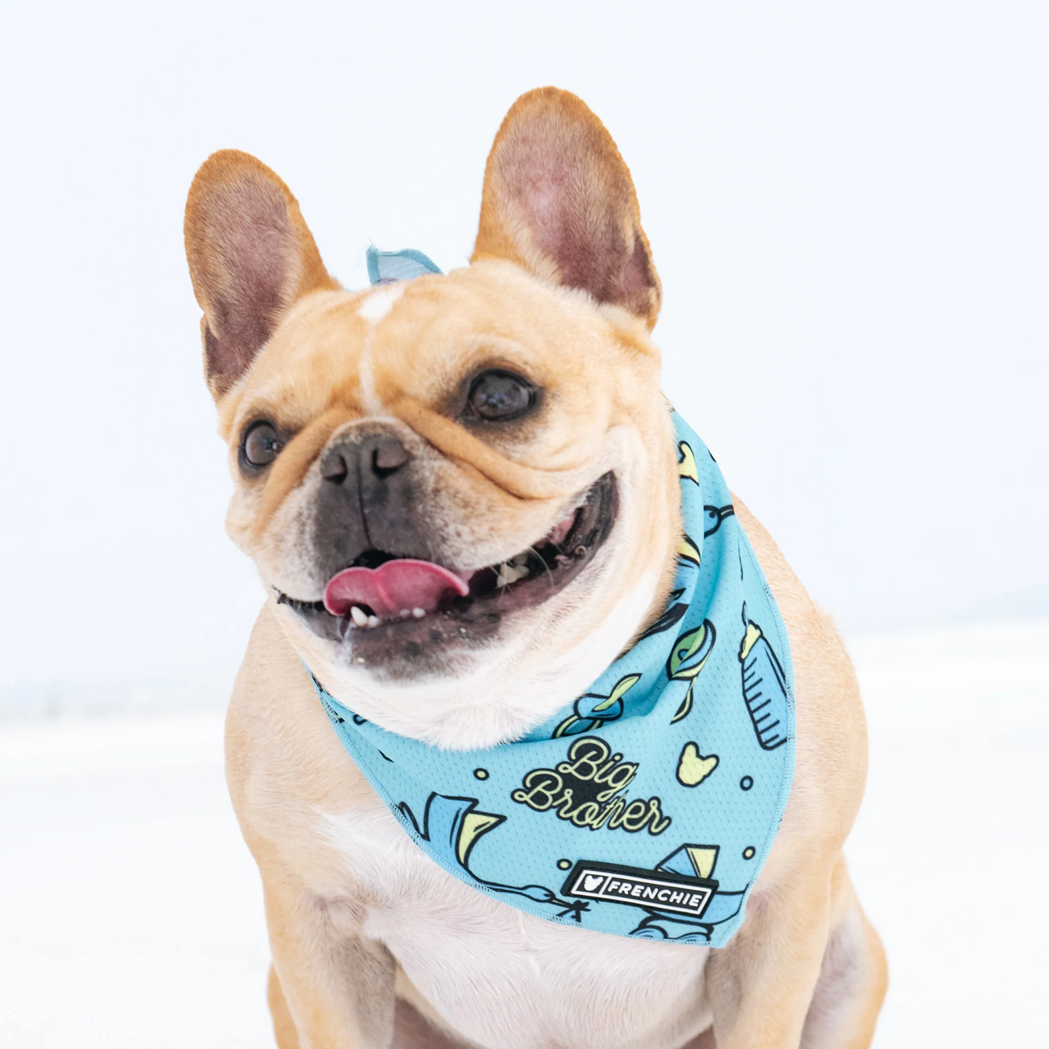 Frenchie Cooling Bandana - Big Brother - Image 3