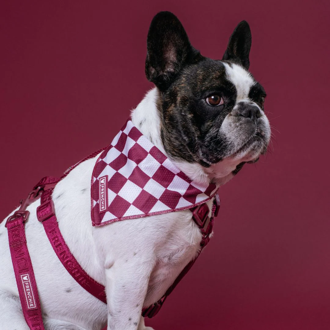 Frenchie Cooling Bandana - Solid Ruby - Image 2