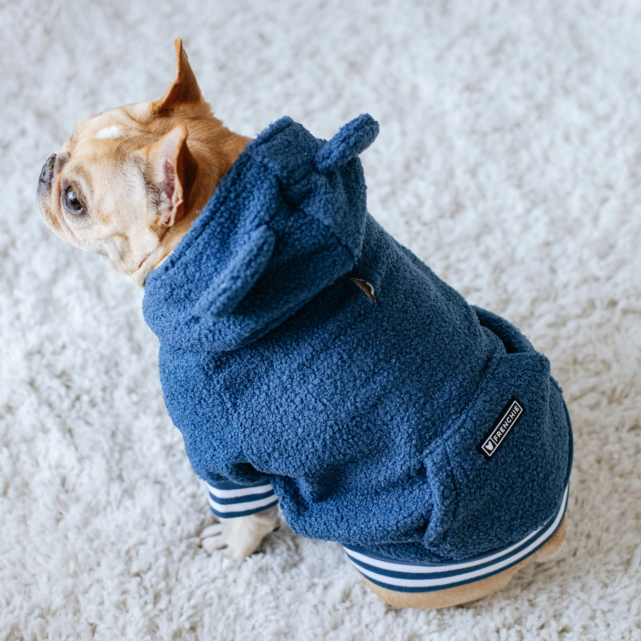 Frenchie Dog Hoodie - Blue Teddy - Image 12