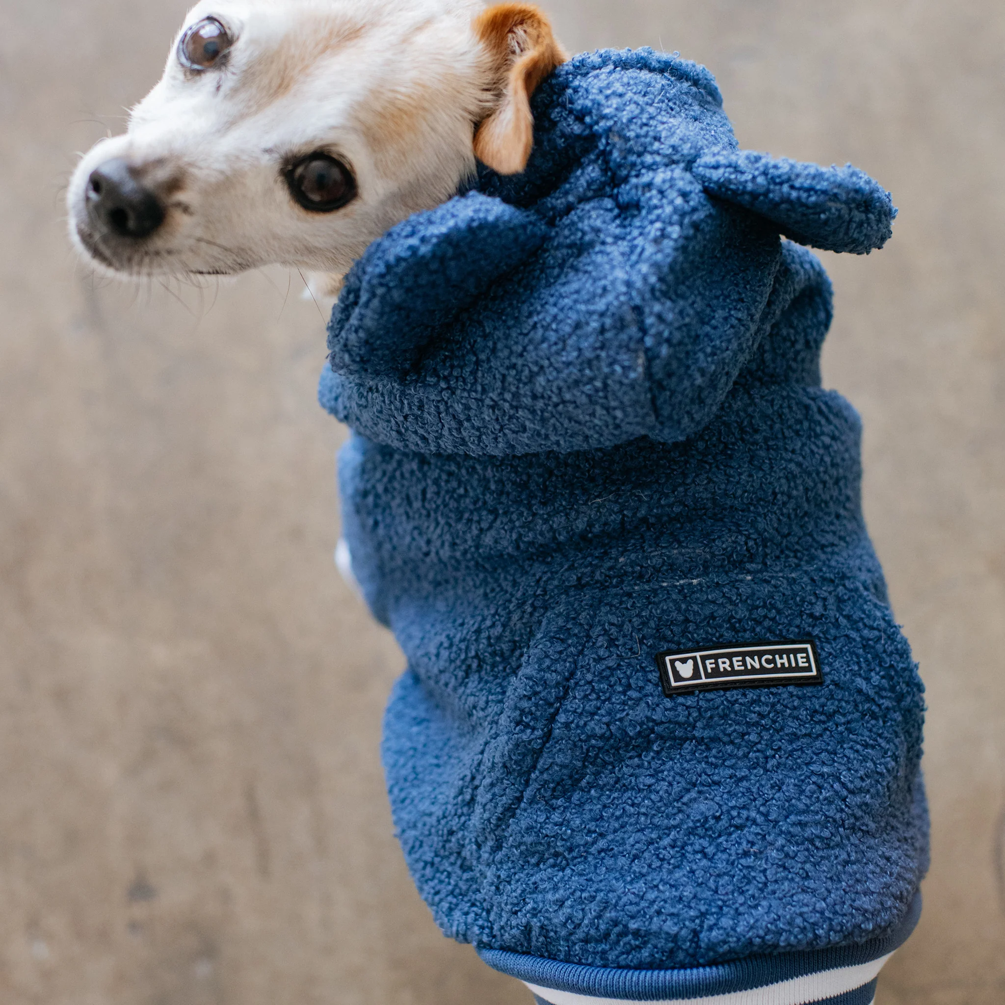 Frenchie Dog Hoodie - Blue Teddy - Image 6