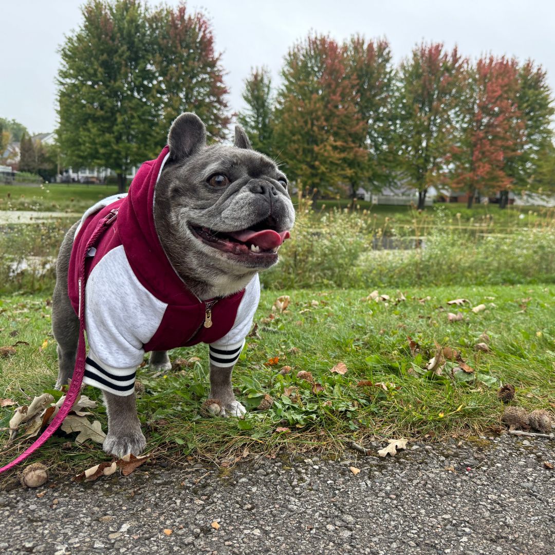 Frenchie Dog Hoodie - Ruby Varsity - Image 4