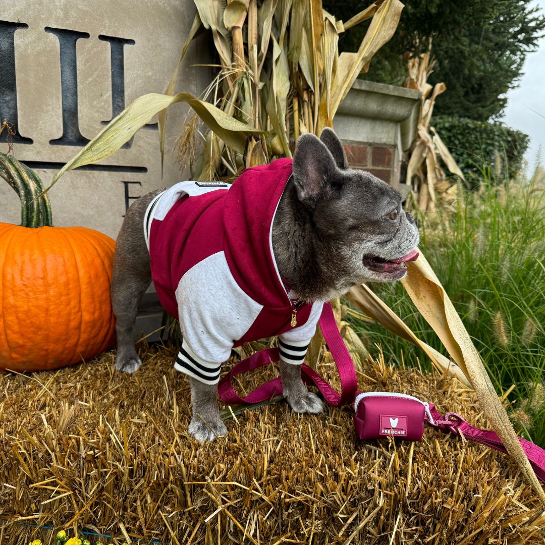 Frenchie Dog Hoodie - Ruby Varsity - Image 7