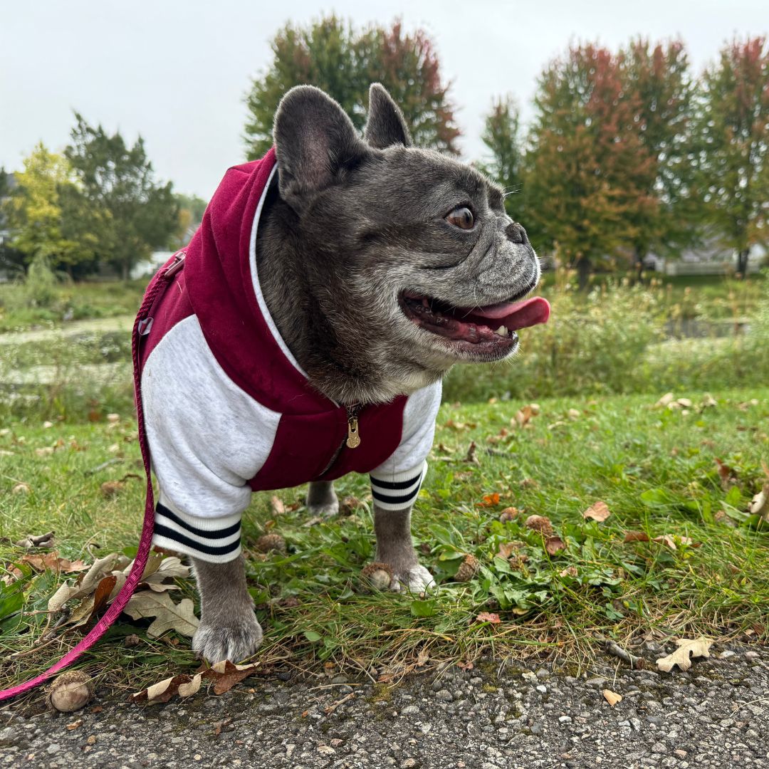 Frenchie Dog Hoodie - Ruby Varsity - Image 9