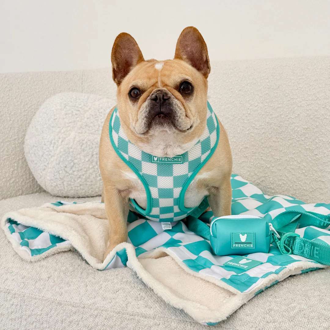 Frenchie Duo Reversible Harness - Solid Aqua - Image 10