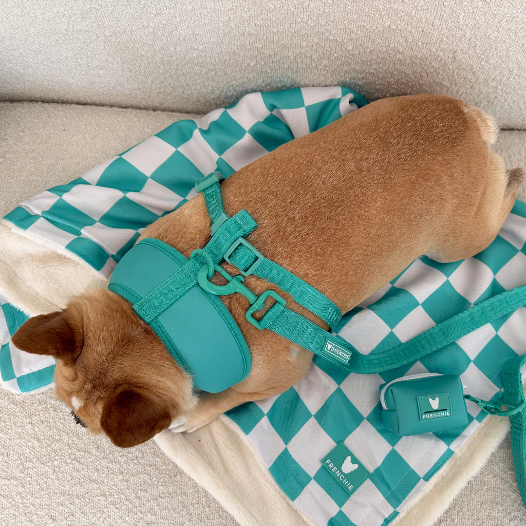 Frenchie Duo Reversible Harness - Solid Aqua - Image 11
