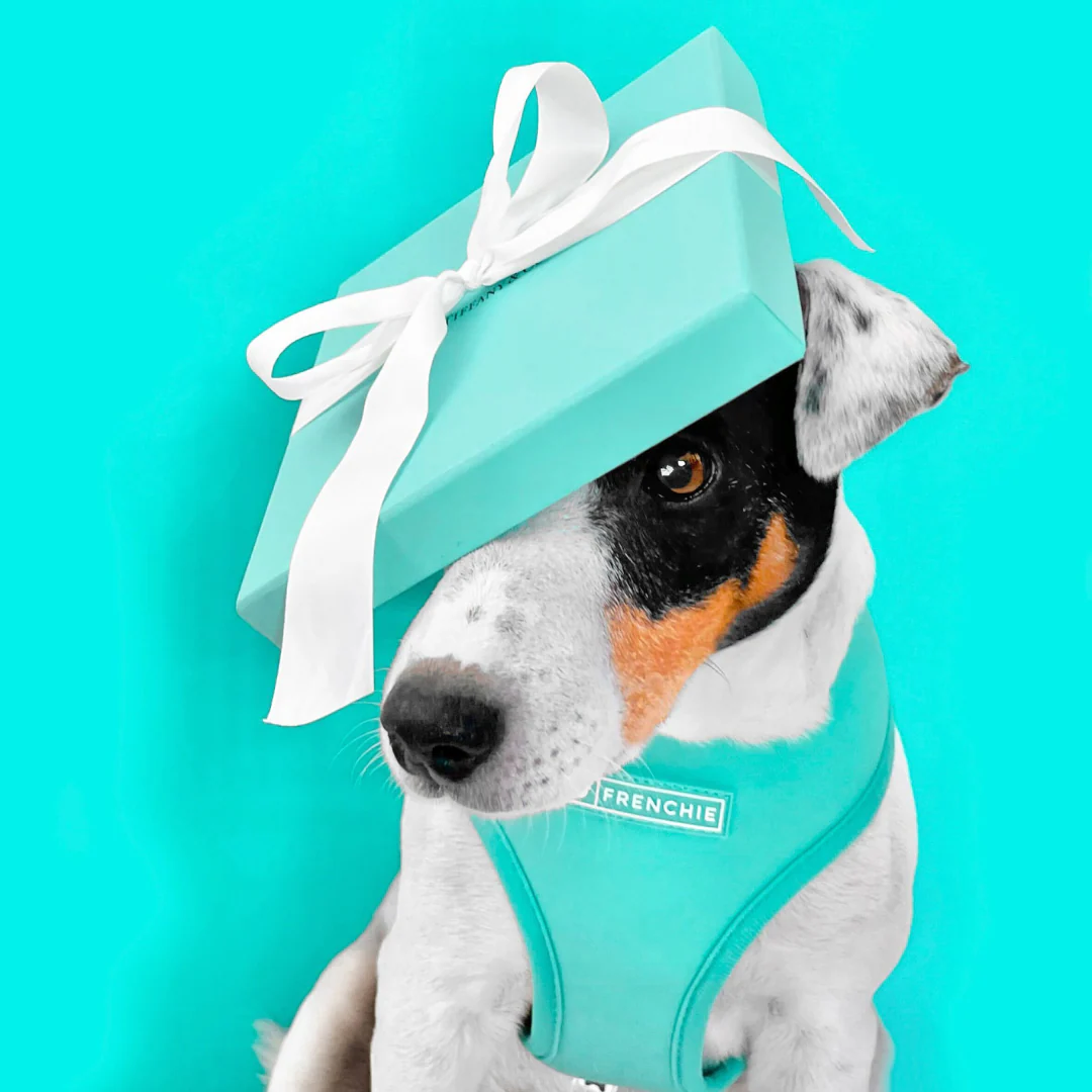 Frenchie Duo Reversible Harness - Solid Aqua - Image 5
